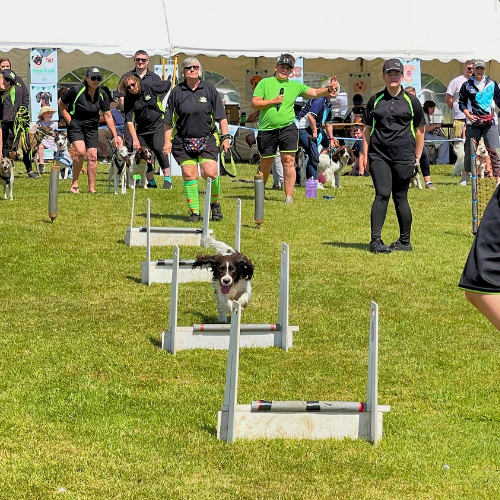 website pics (1).png