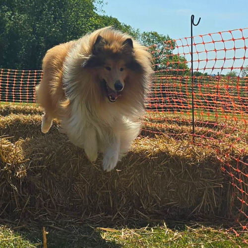 Copy of dog graphics.png