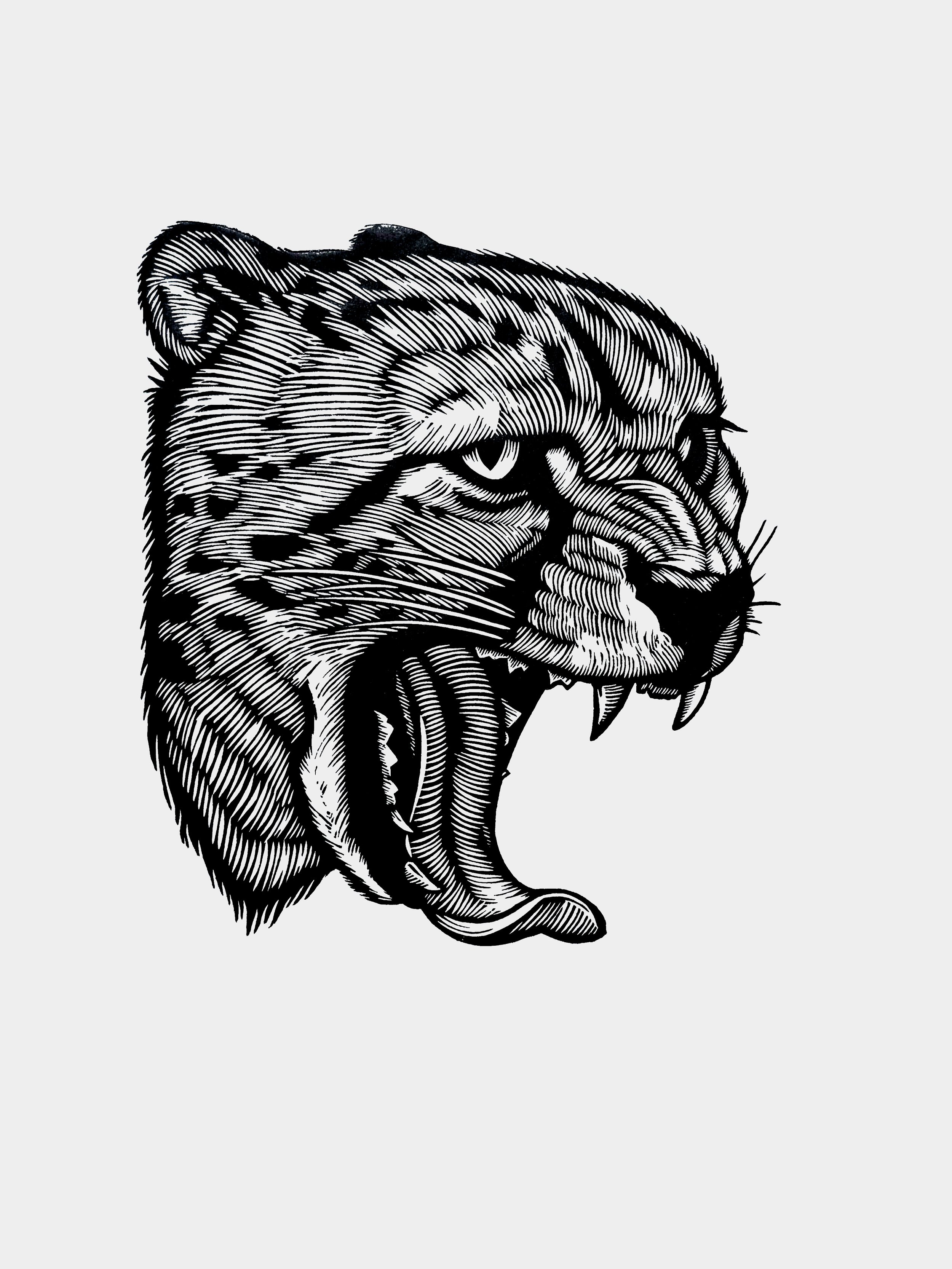 Cheetah.jpg