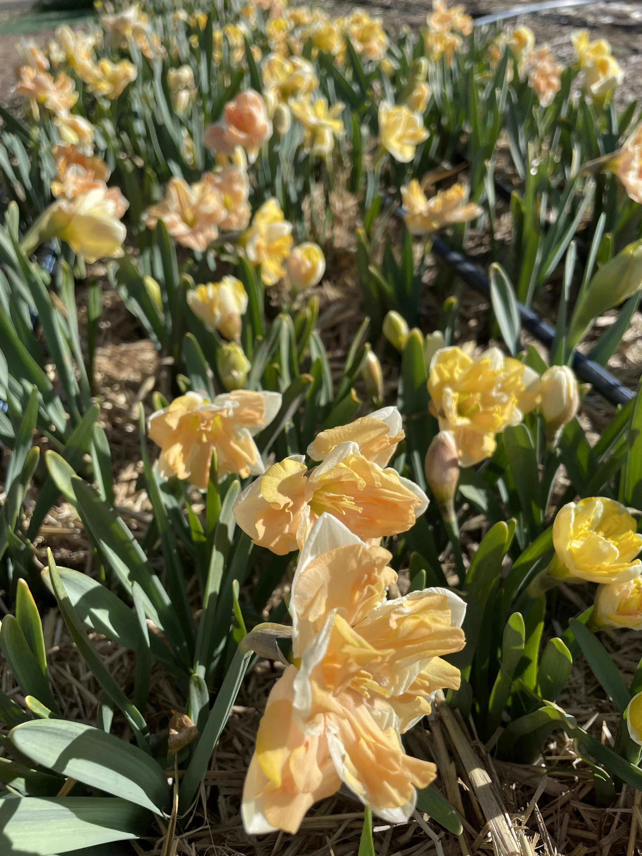 daffs.jpg