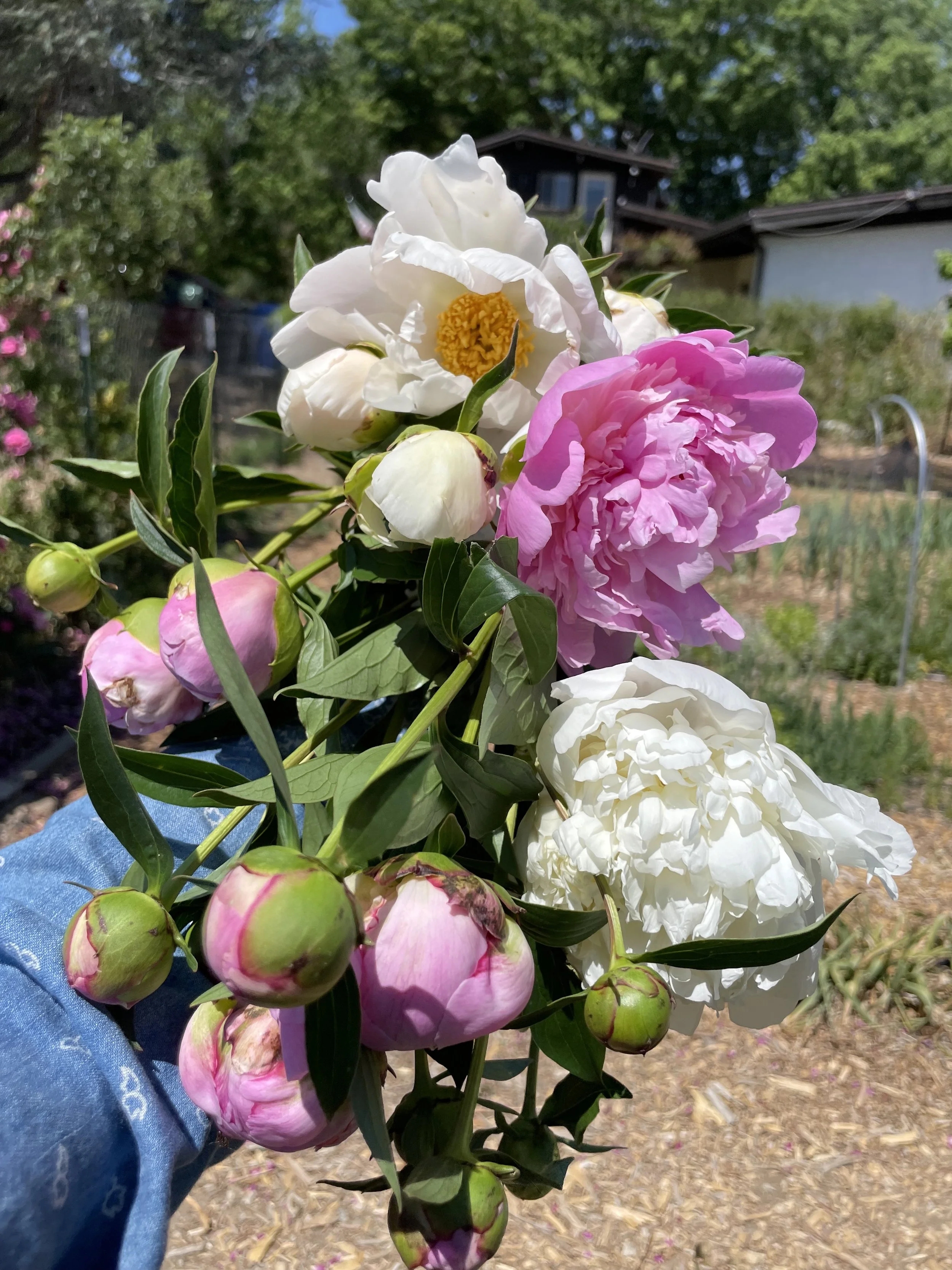 peonies.jpg
