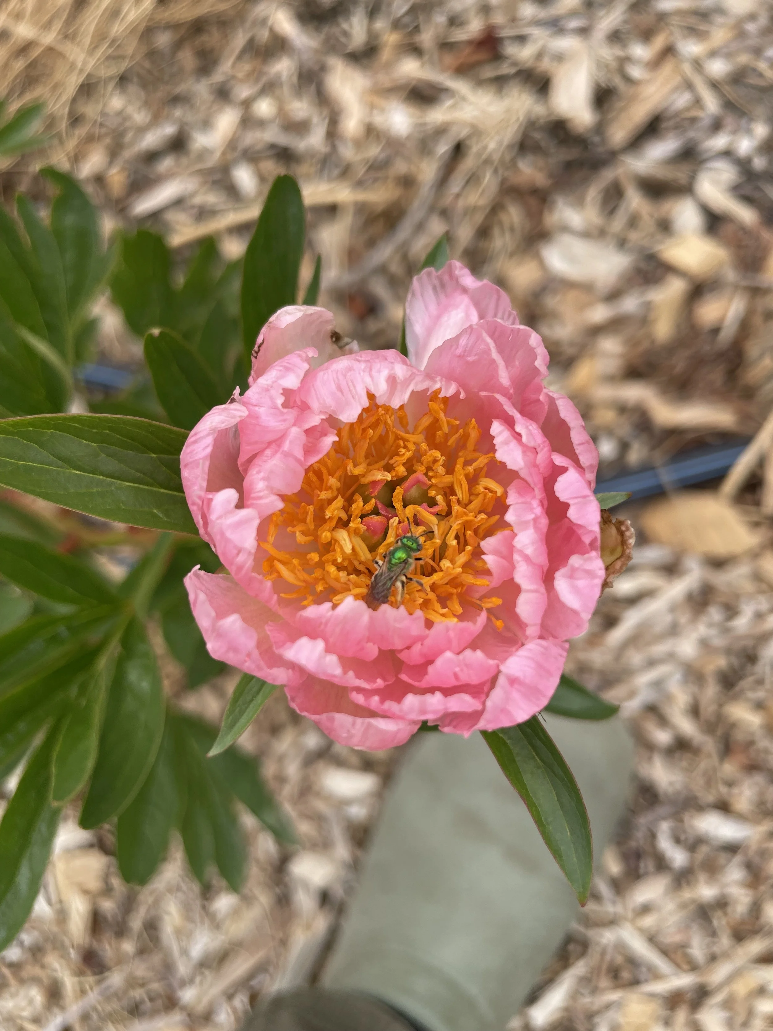 pink peony.jpg