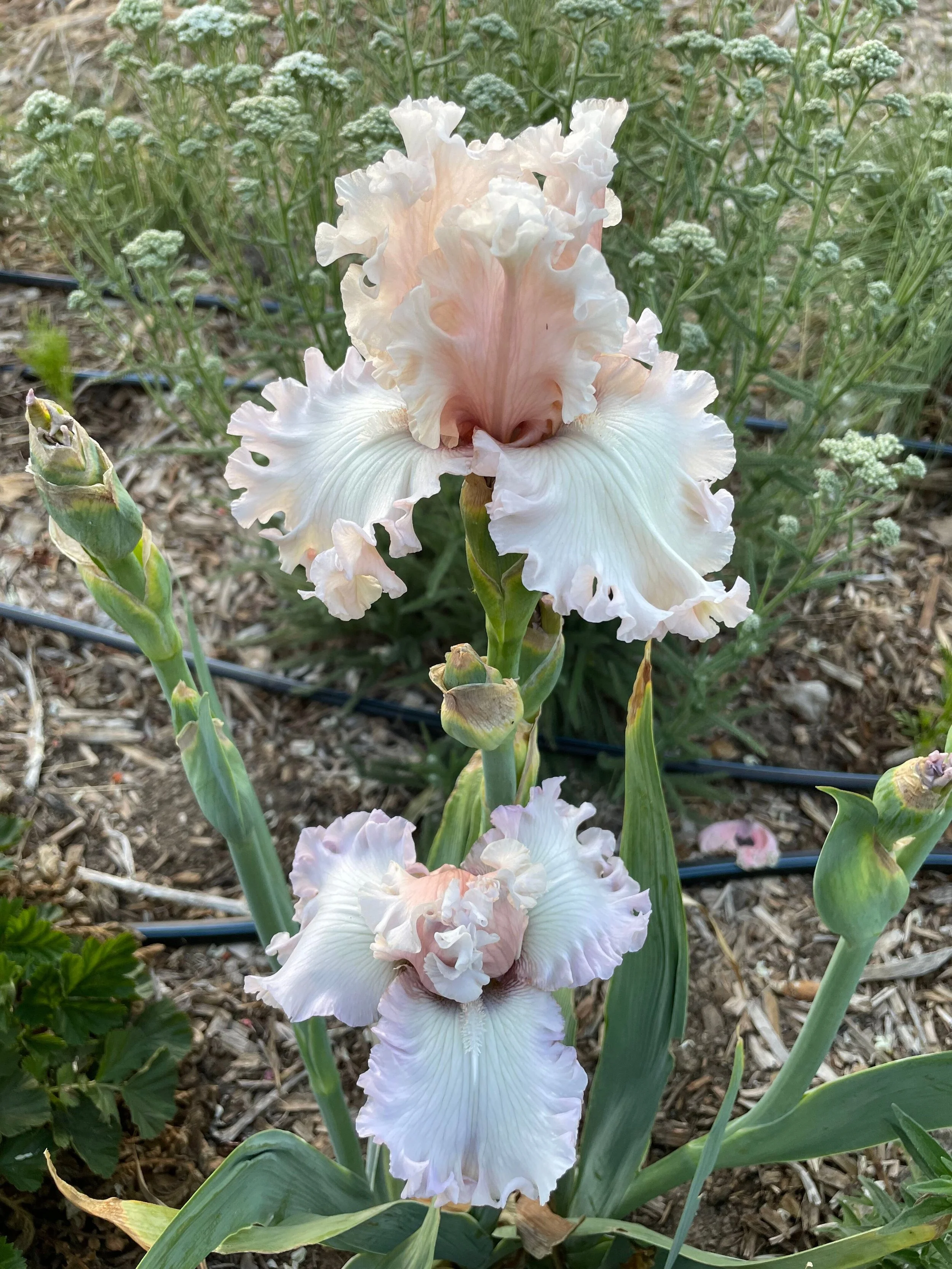Eleganza