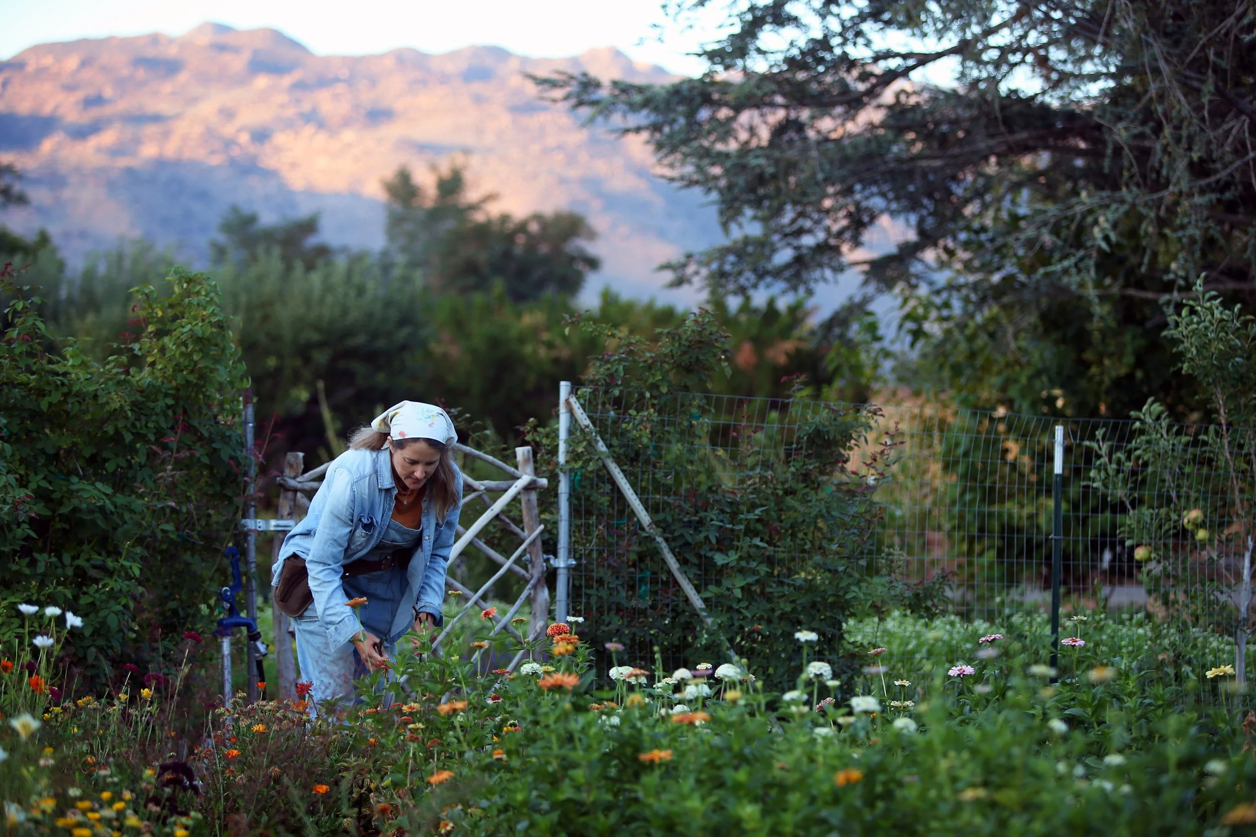 Farmer-florist Jacky Surber harvesting flowers from her garden in Bishop California at sunrise.