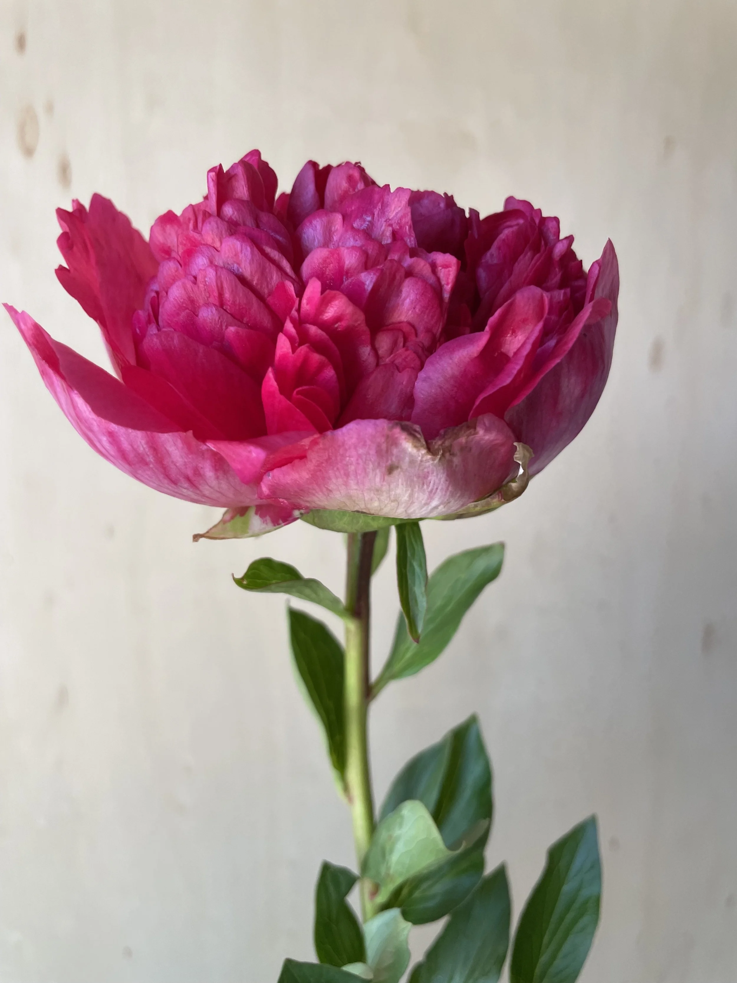 peony csa.jpg