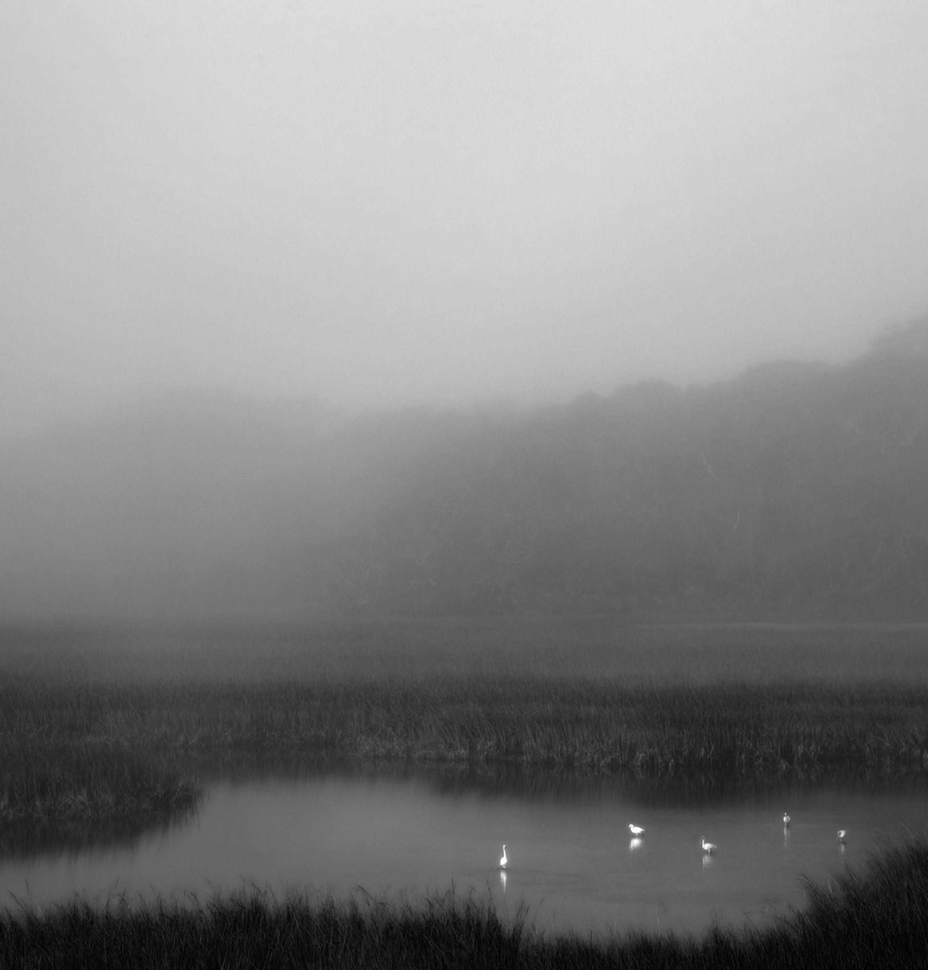 Egrets at Eagan's Creek