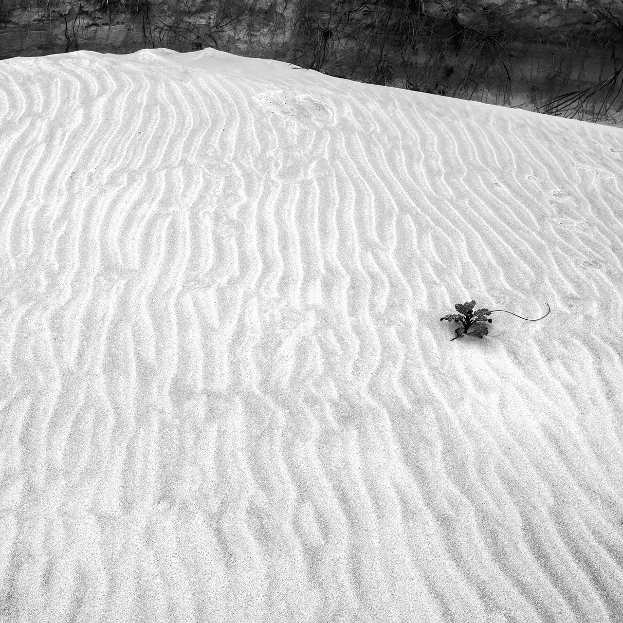 lw_230318_islands_051s_bw.jpg