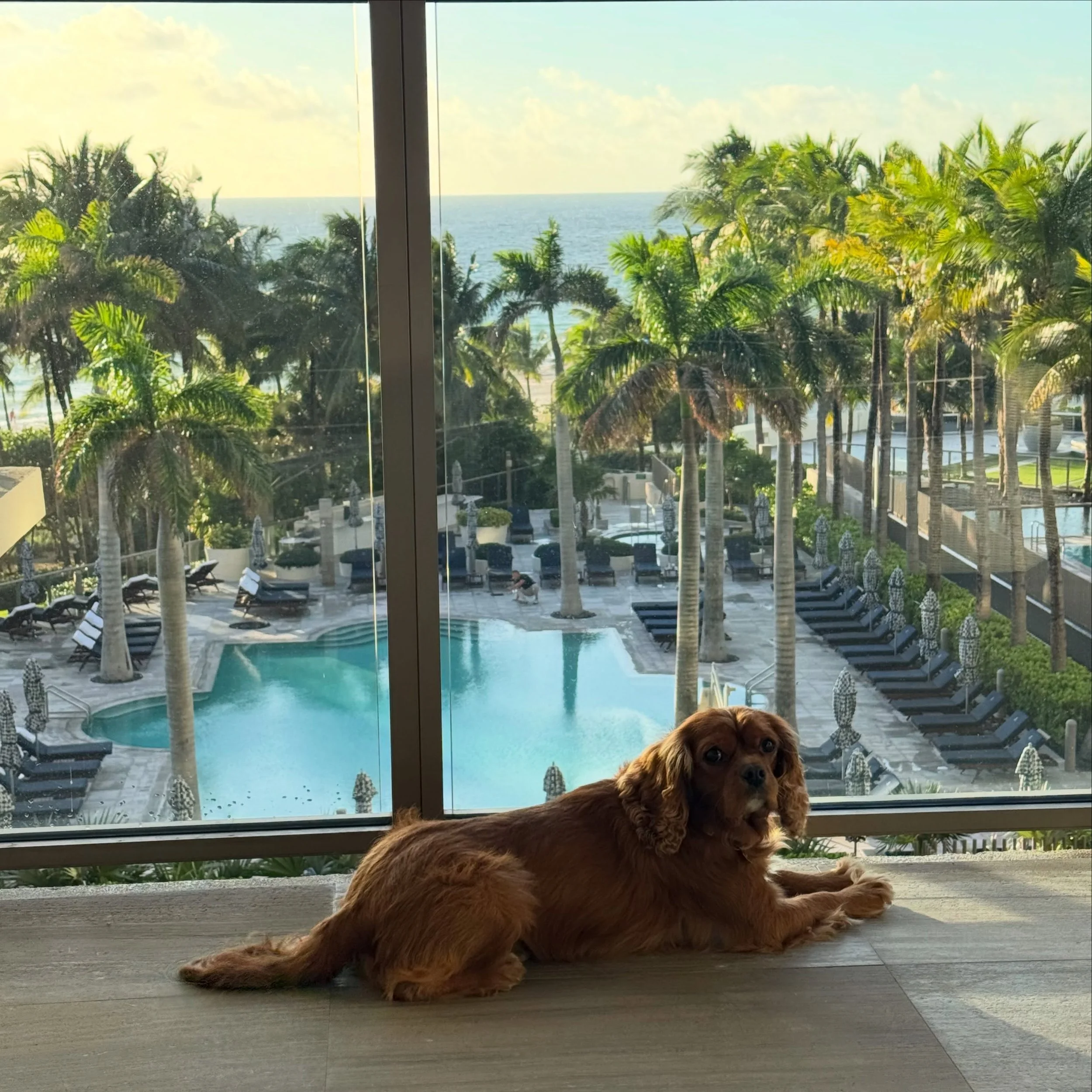 Our rescue pup ZZ had his first vacation!! St. Regis Bal Harbor rolled out the red carpet for him...treating him to puppy gifts and lots of belly rubs.  He even got to view his first champagne saber ceremony .  AND we met the resident doodles Jack an
