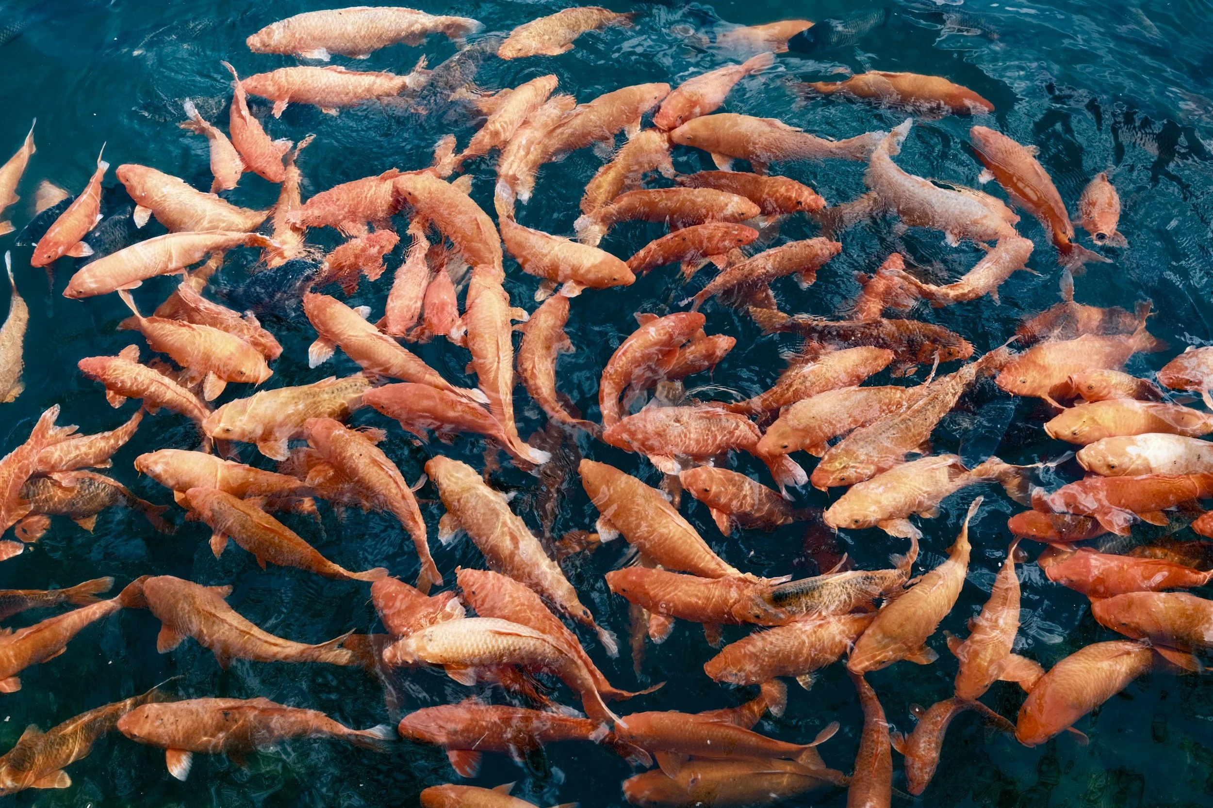 How to Prepare for a Career in Aquaculture While Still in School