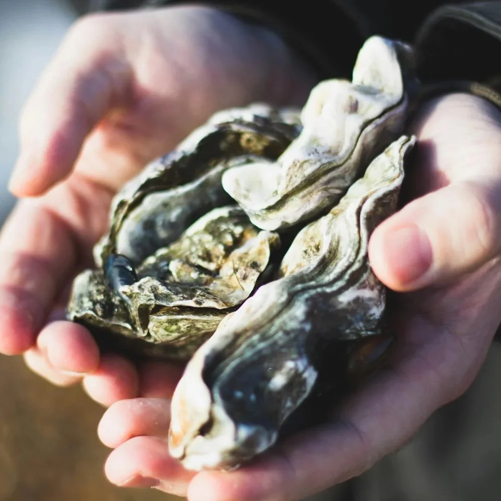 The World Aquaculture Society (WAS) is dedicated to supporting and engaging students across the global aquaculture community. To encourage participation, WAS offers free student membership, providing full access to Society resources and opportunities