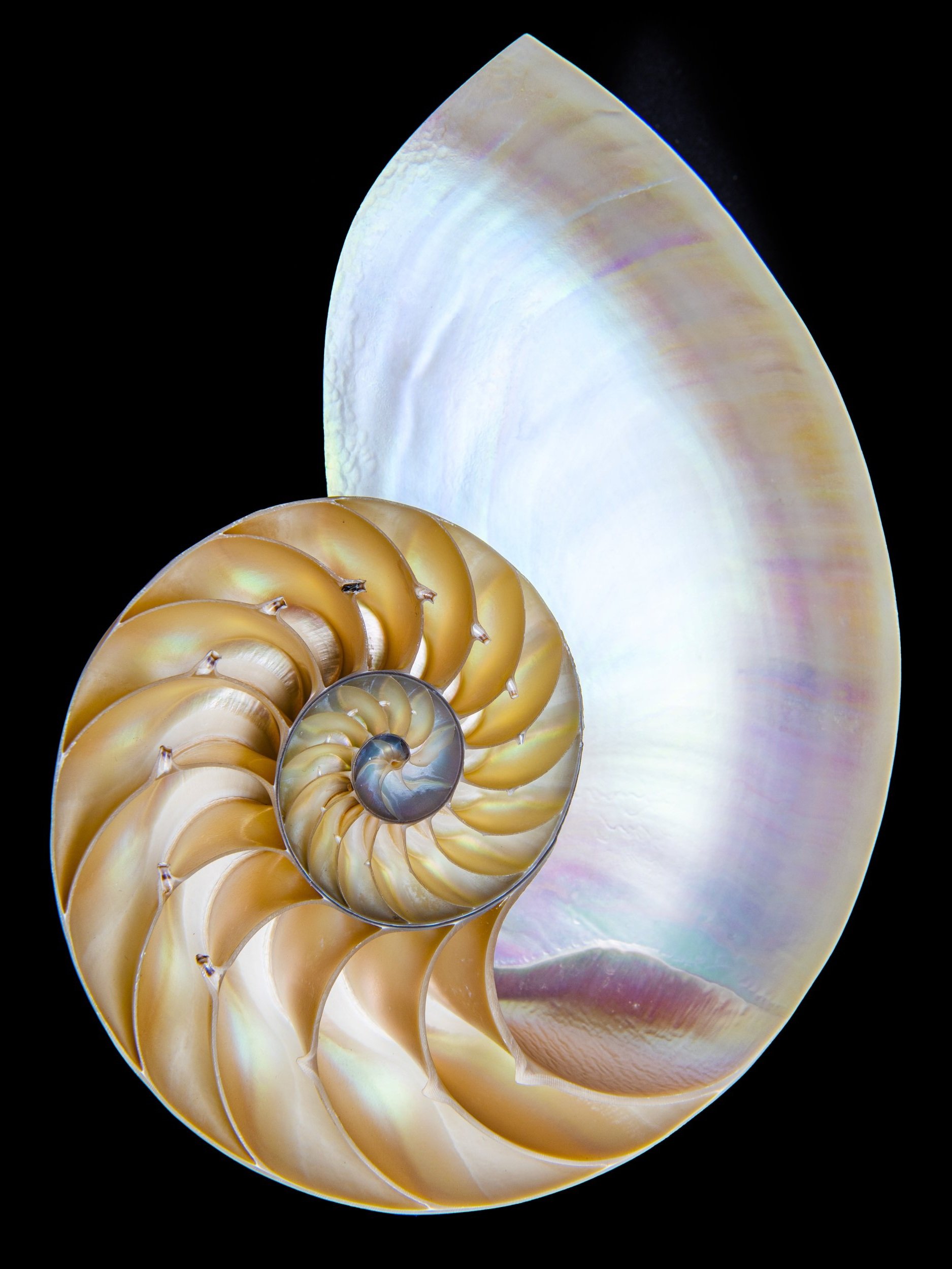 Our Story. — Nautilus Real Estate Team