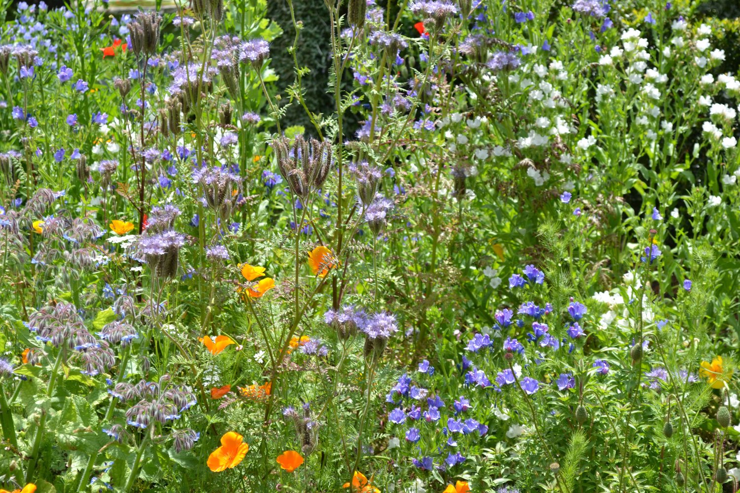 Landscaping Auckland Wild Flower Garden