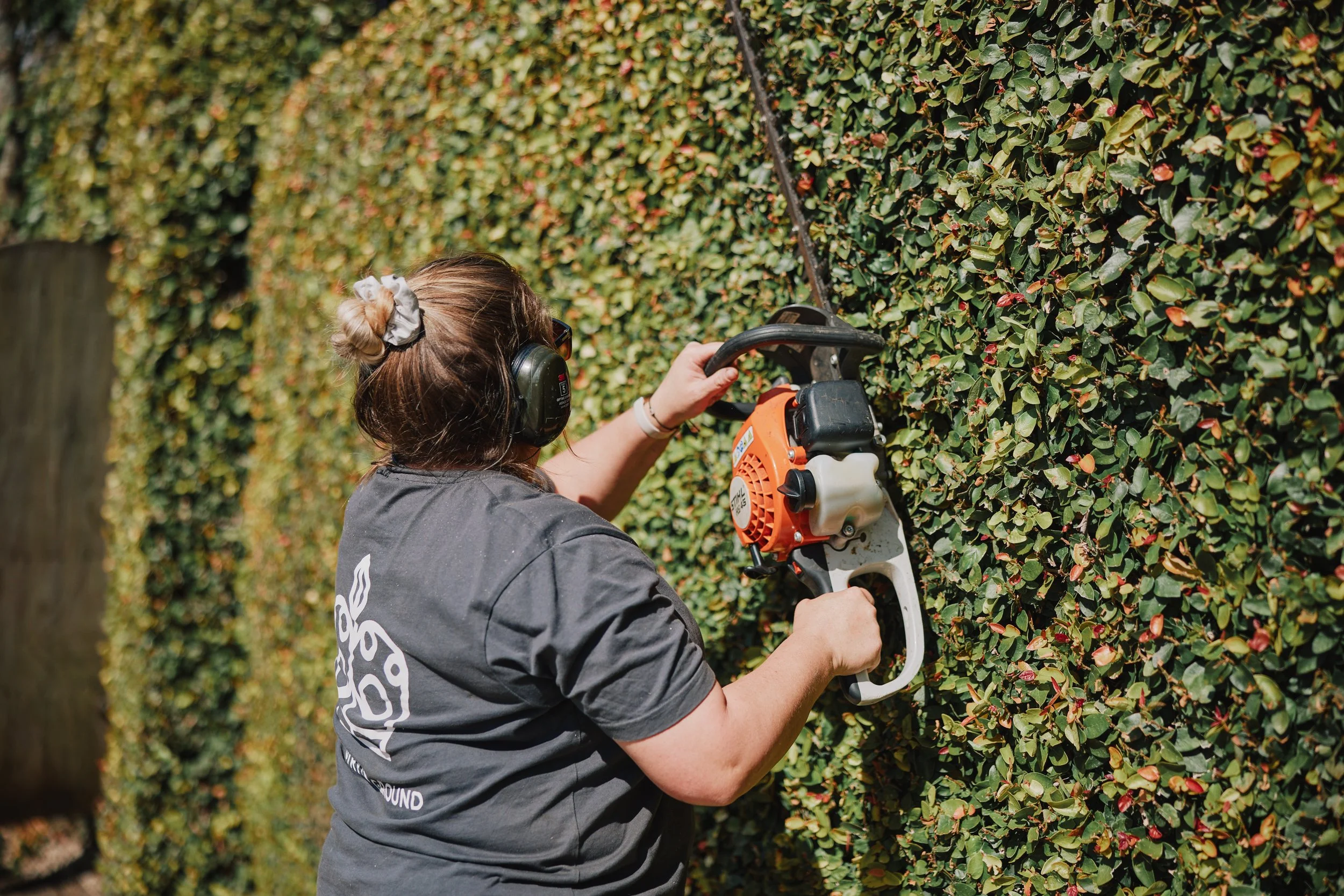 A person trimming a hedge with a handheld pruning tool, wearing noise-canceling ear protection, and a gray shirt in a garden with a dense, green, flowering hedge.