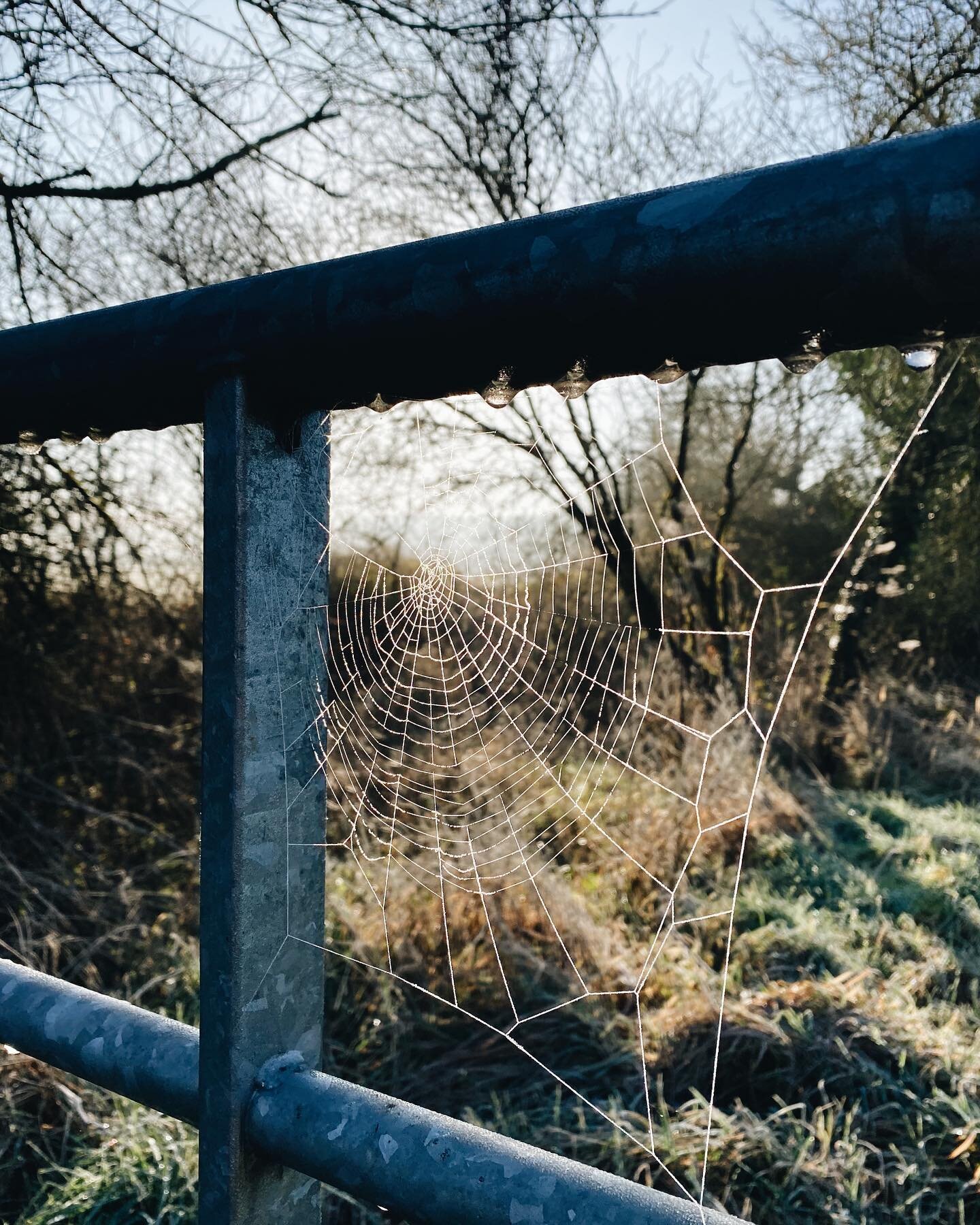 A few photos from a beautifully cold and crisp morning walk with @roderickvere a couple of weeks ago.

I've been absent from here, again, for quite a while. So long that I've sort of forgotten how to do this. What is it that I usually say, or talk ab