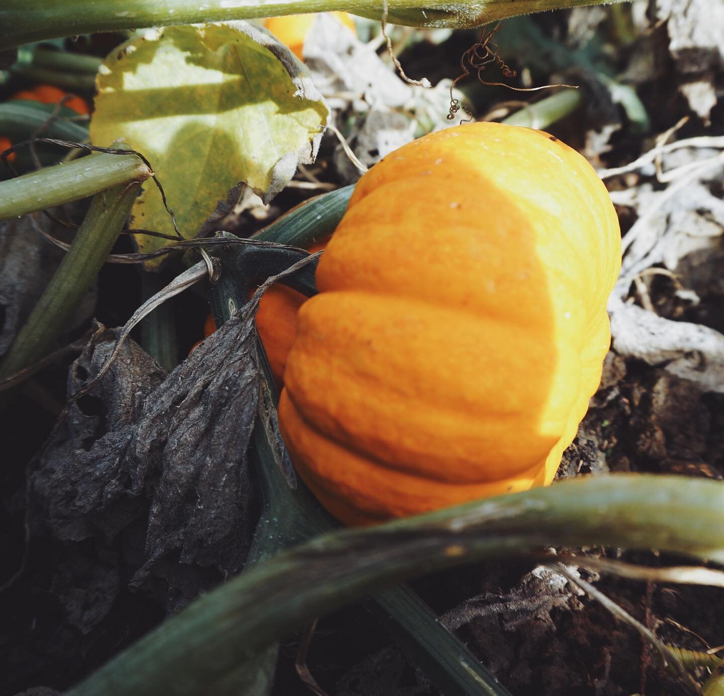 It's been a while since I last wrote here. A whole season has passed and this pumpkin has swollen from a tiny green ball into the burnt orange gourd it is now. There have been many reasons for this absence, but the main one (and I'm taking a deep bre