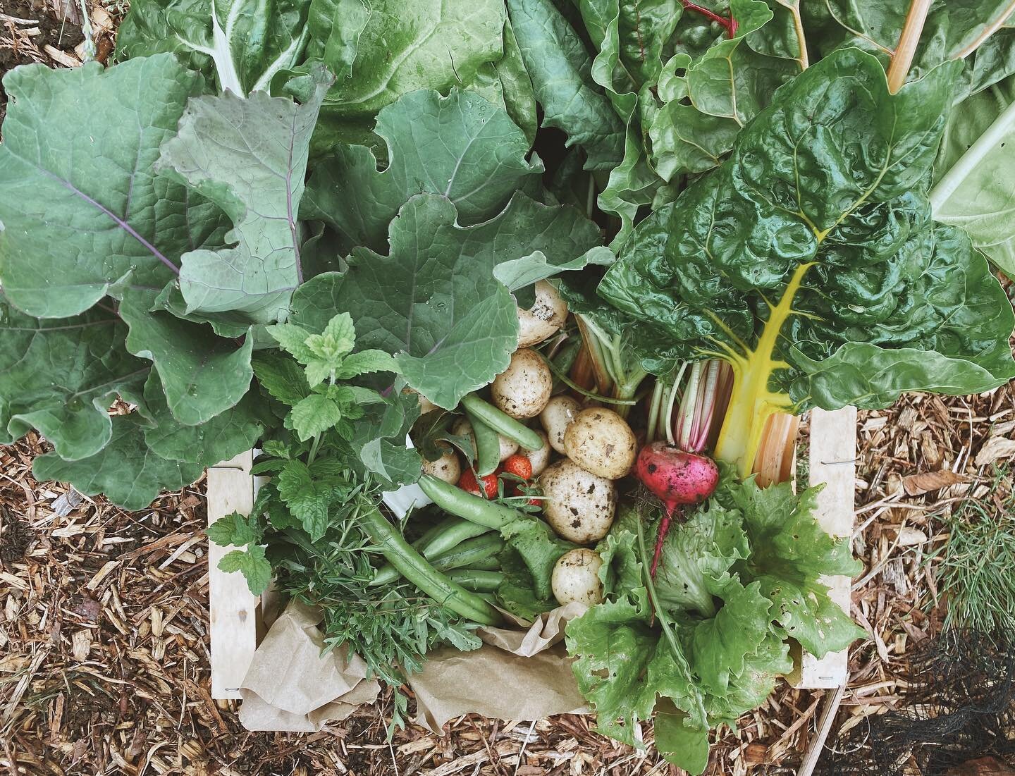 Yesterday afternoon, after coming back from my trip to Hay-on-Wye a day early thanks to the rather inclement weather, I went out to my allotment and harvested all of this. An entire week&rsquo;s worth of fruit, vegetables and herbs.&nbsp;⁣
⁣
To say I