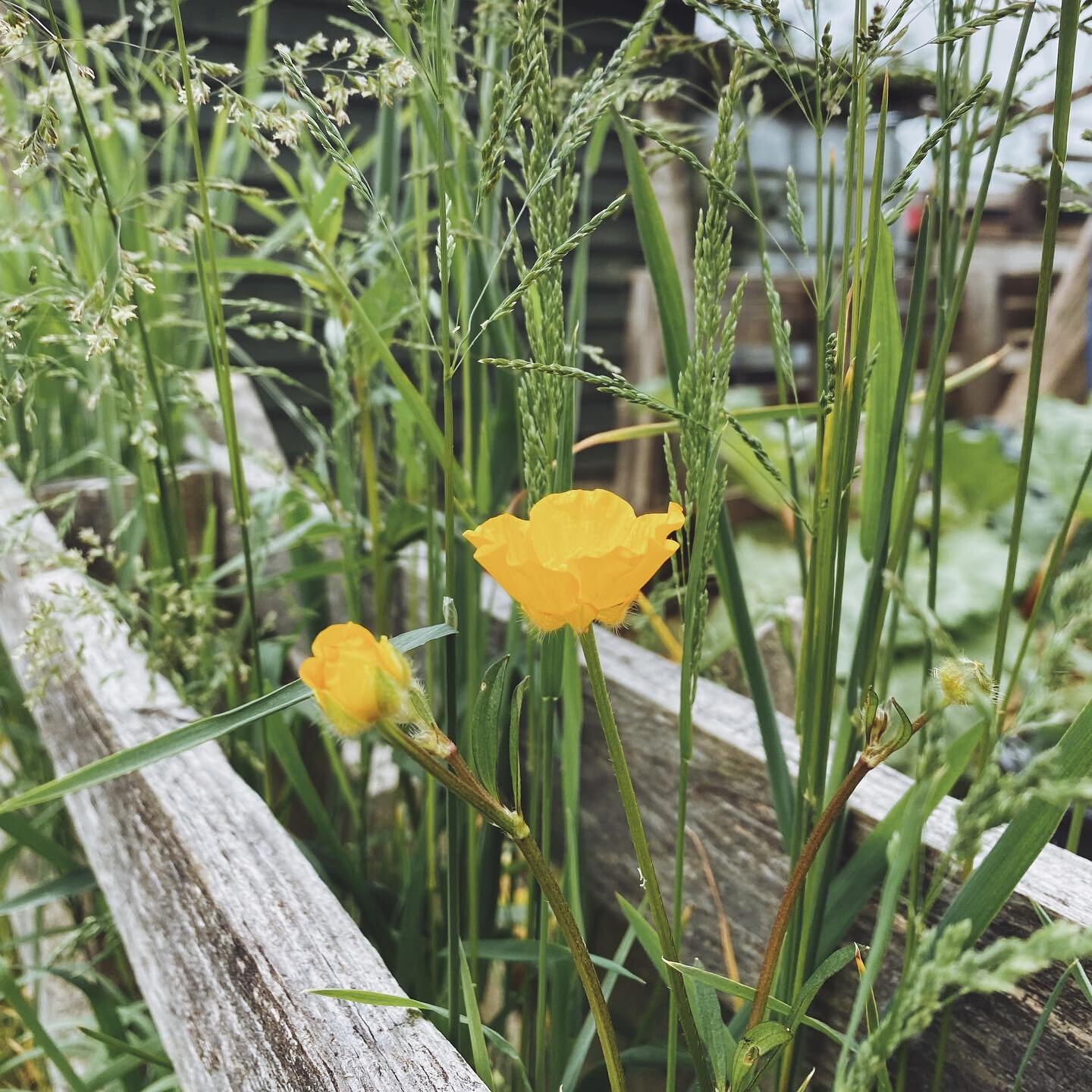 On Saturday morning I sent an edition of my allotment journal newsletter about how in our constant pursuit of ease, we can lose something that is even more valuable. So much of modern life seems to me to be about making things easier, more efficient,