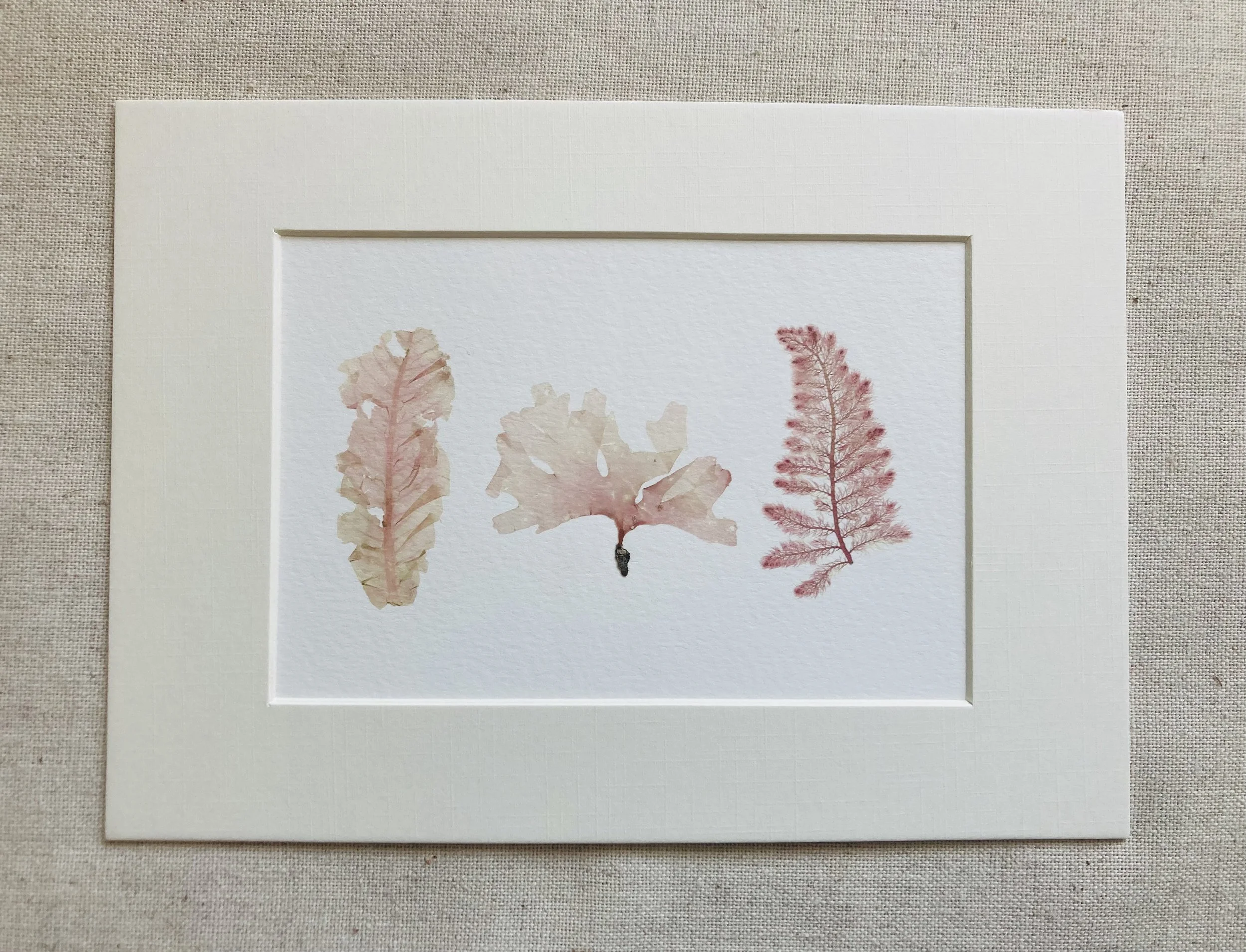 Pressed Seaweed