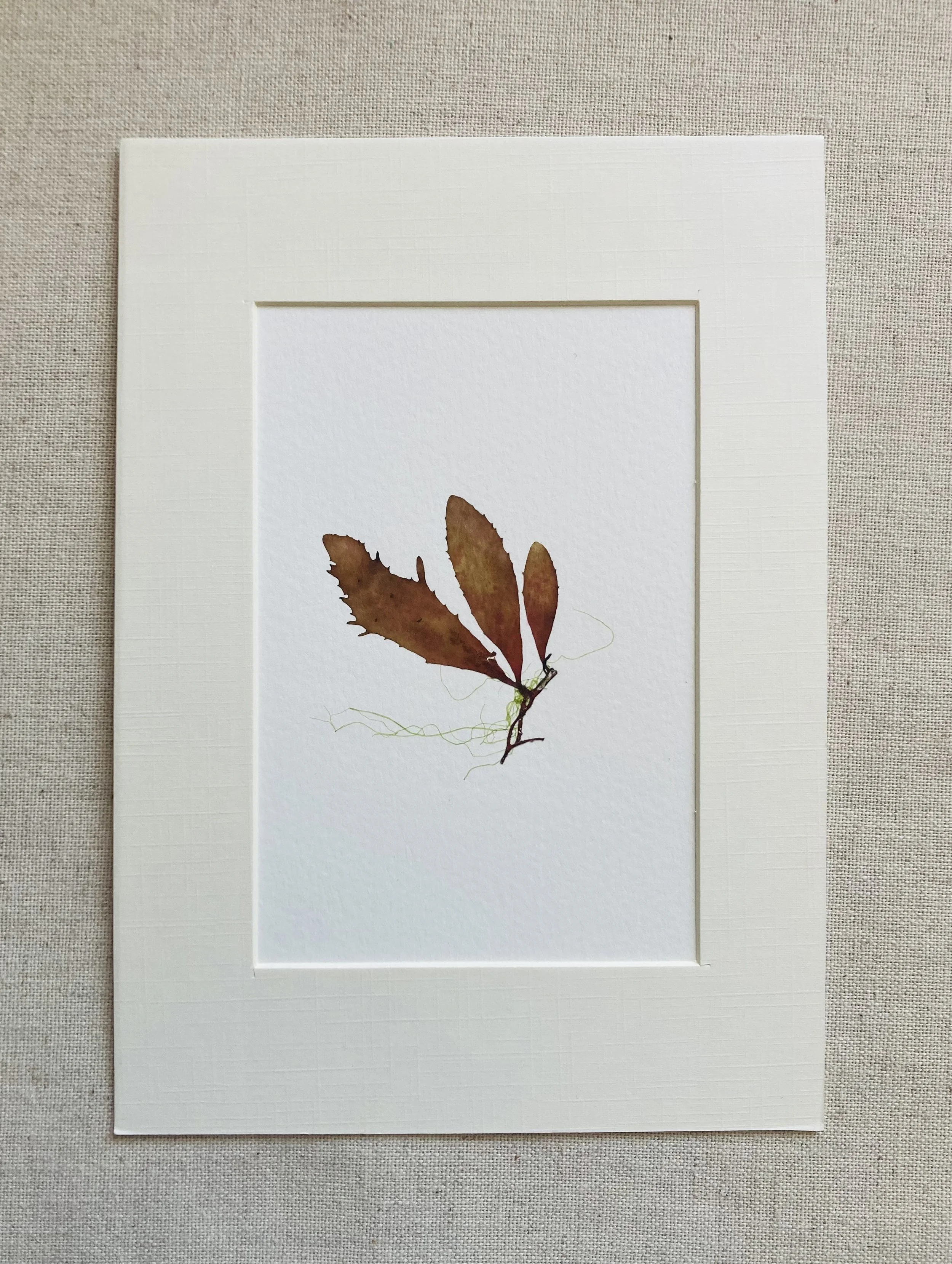Pressed Seaweed