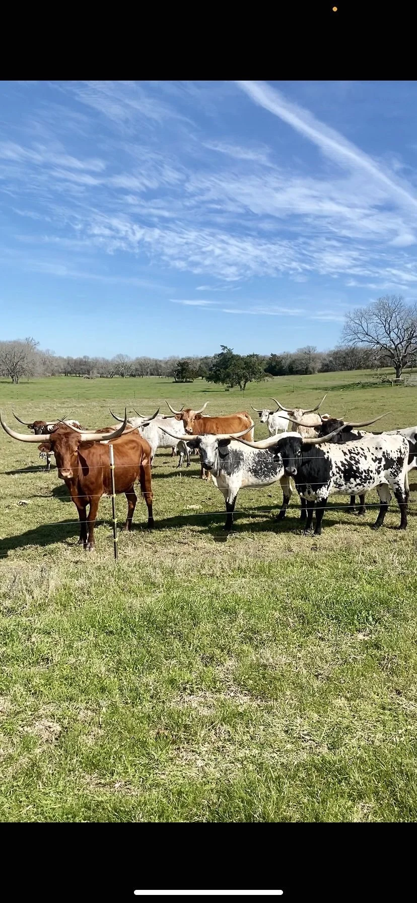 Rockin L Cattle Company LLC.