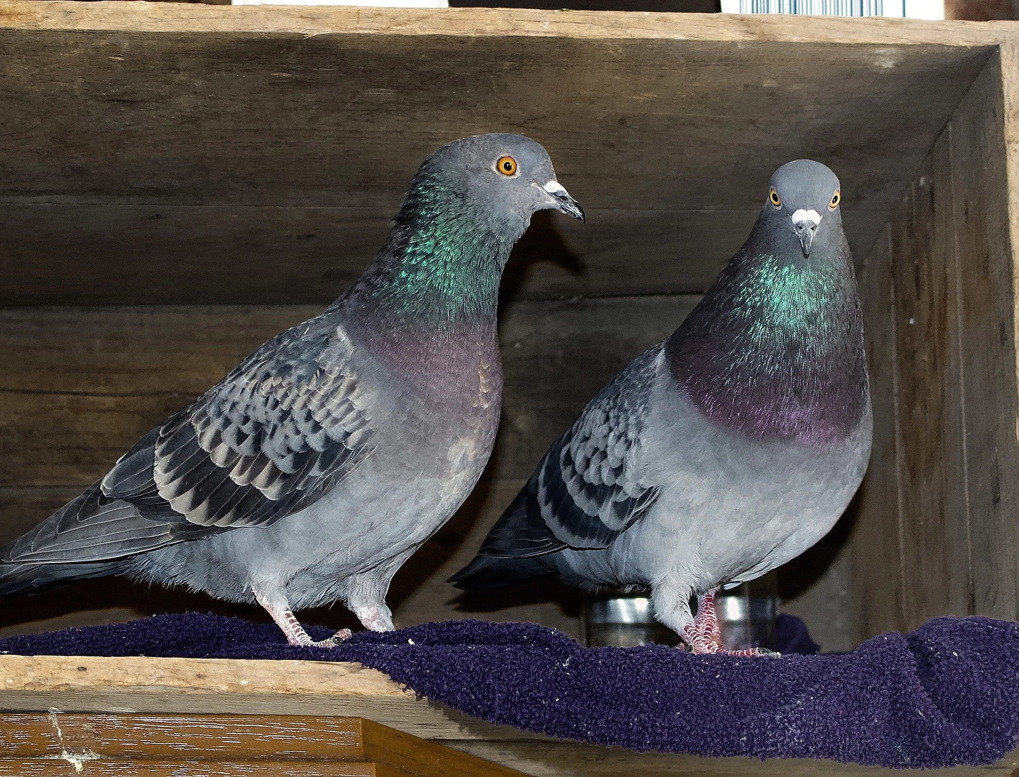 Two pigeons perched inside a wooden enclosure with a dark blanket underneath.