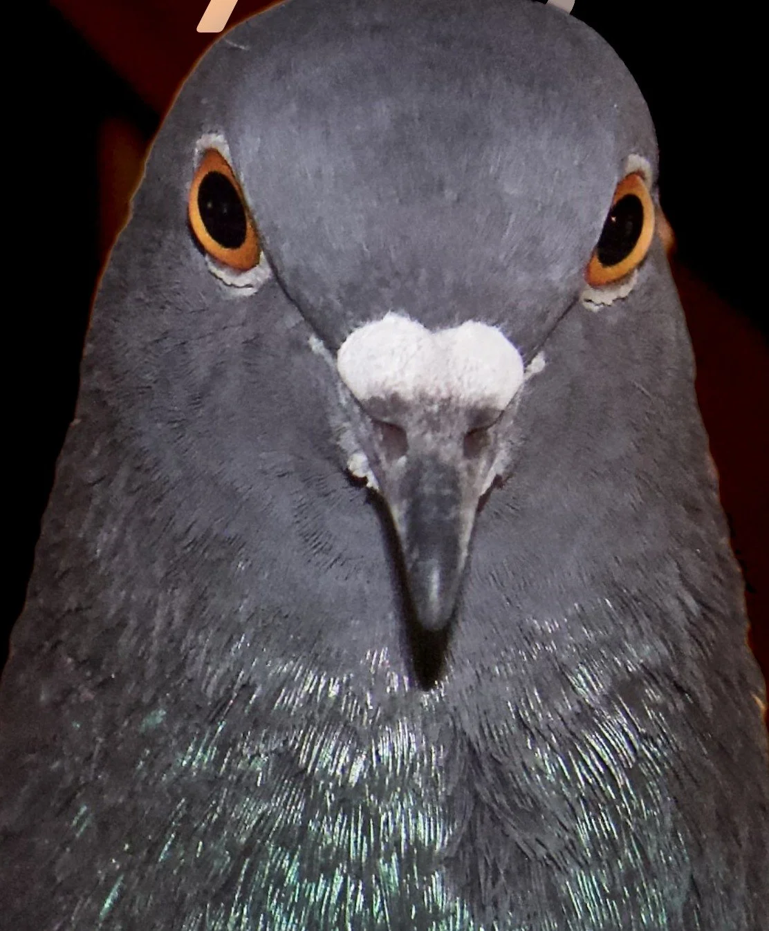 Close-up of a bird's face, showing detailed feathers, a white patch on the beak, and orange eyes.