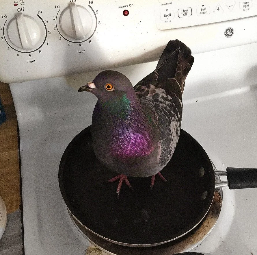 A pigeon standing on a black frying pan on a stove. There is a white oven in the background with control knobs and a red indicator light.