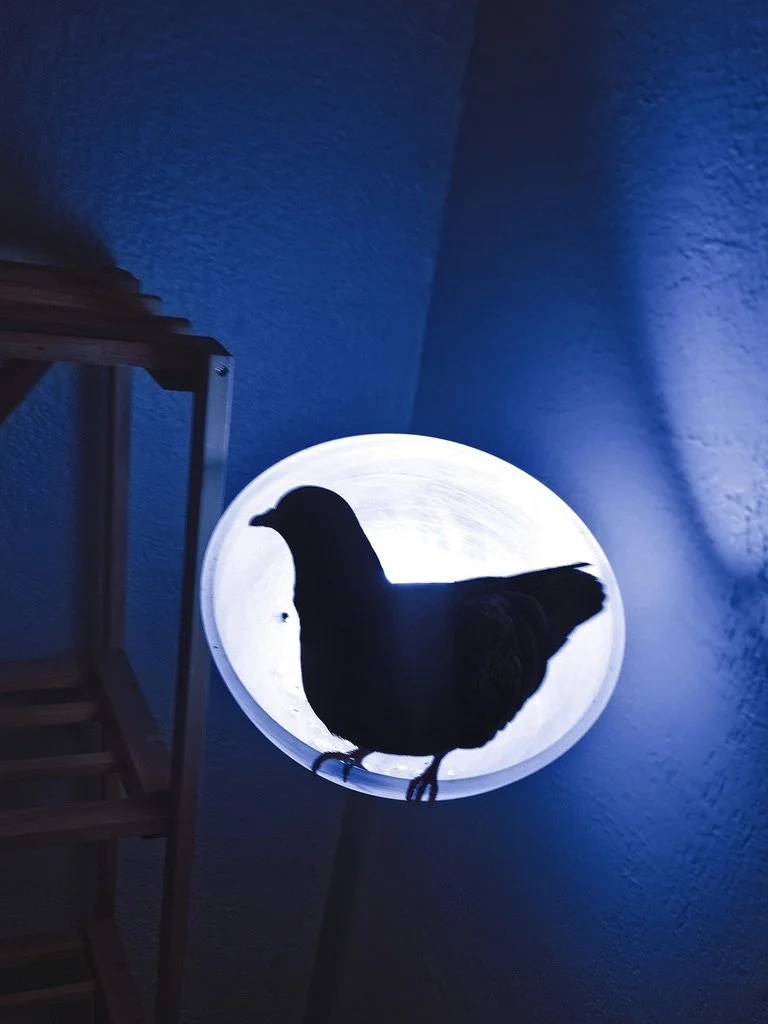 Silhouette of a pigeon on a glowing circular light fixture against a blue wall.