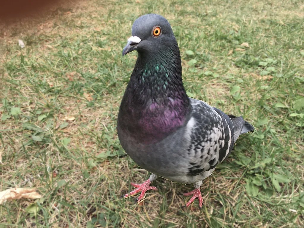 Close-up of a pigeon standing on grass with a mix of green and brown patches.