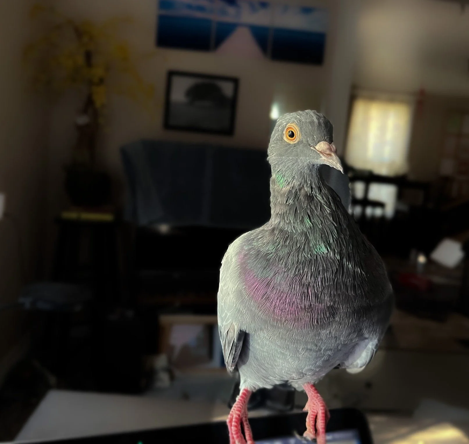 A pigeon standing indoors with a blurred living room background, including a chair, framed pictures, and a potted plant.