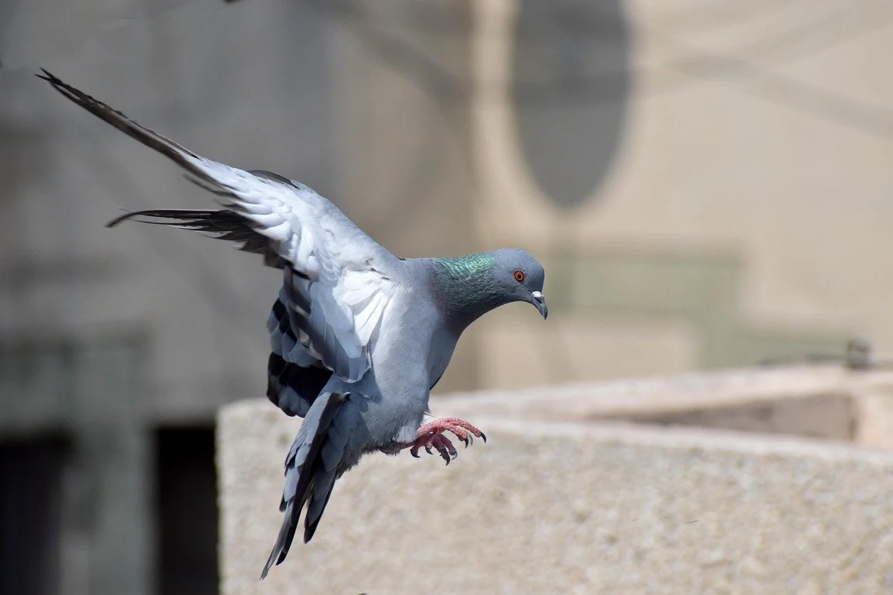 A racing pigeon in mid-flight with wings spread, perched on a stone edge with a blurred background.