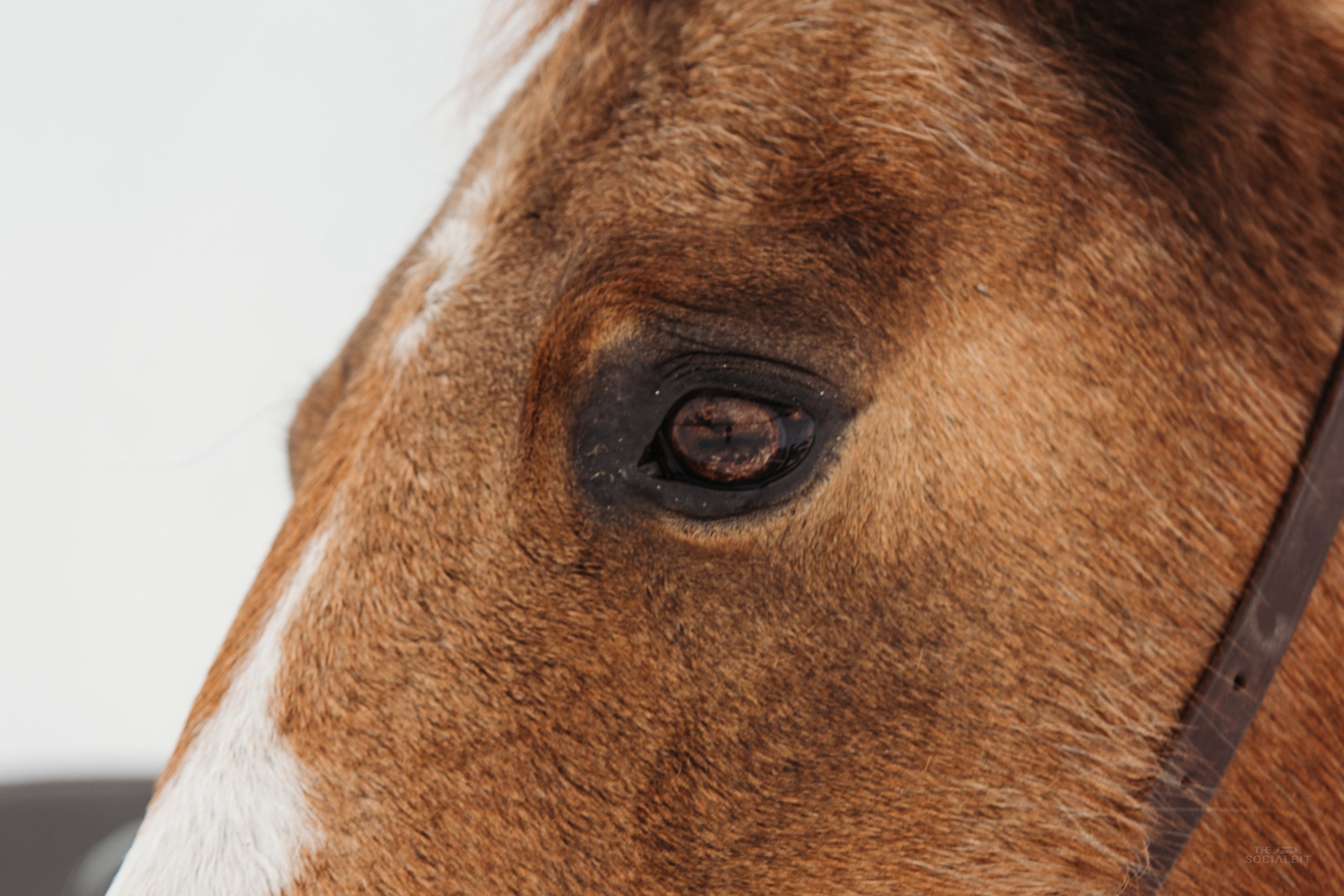 The Ranch That Saved Her Life 