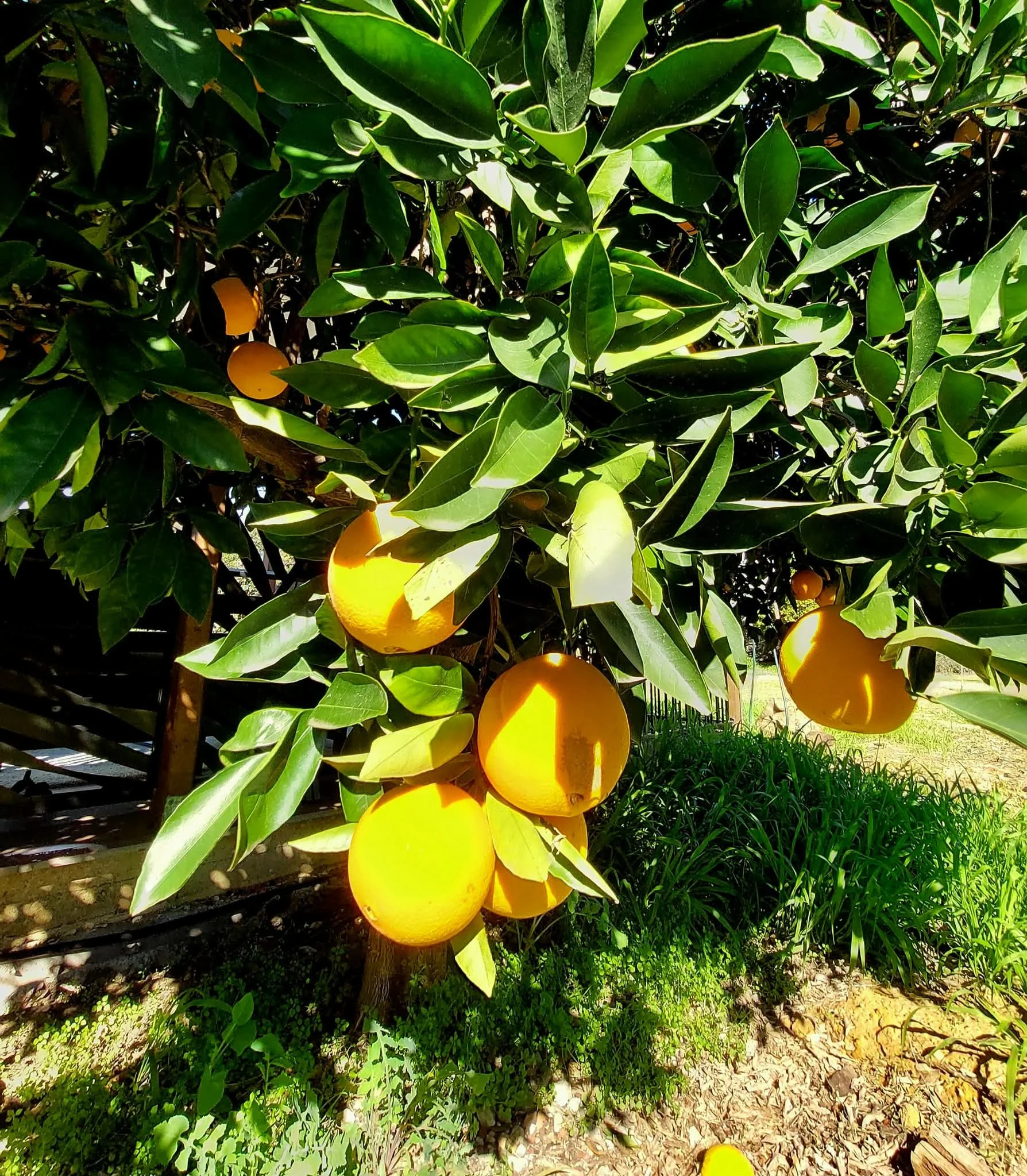 orange trees at cooinda