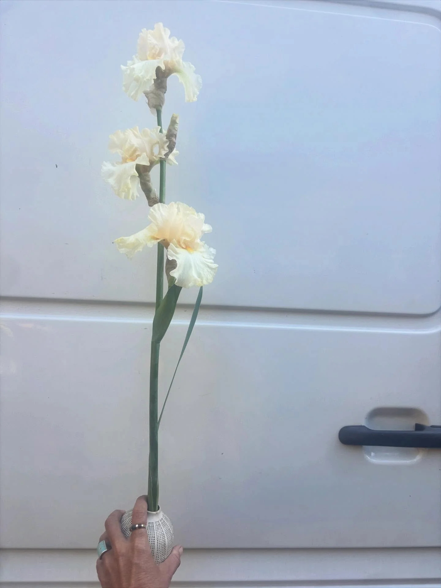 The Emergence

I was recently given the writing prompt:
If your life were a garden, what are you ready to stop tending, and what are you ready to nurture more intentionally?

I do feel that my life is a garden.

In recent years, I tended my garden th