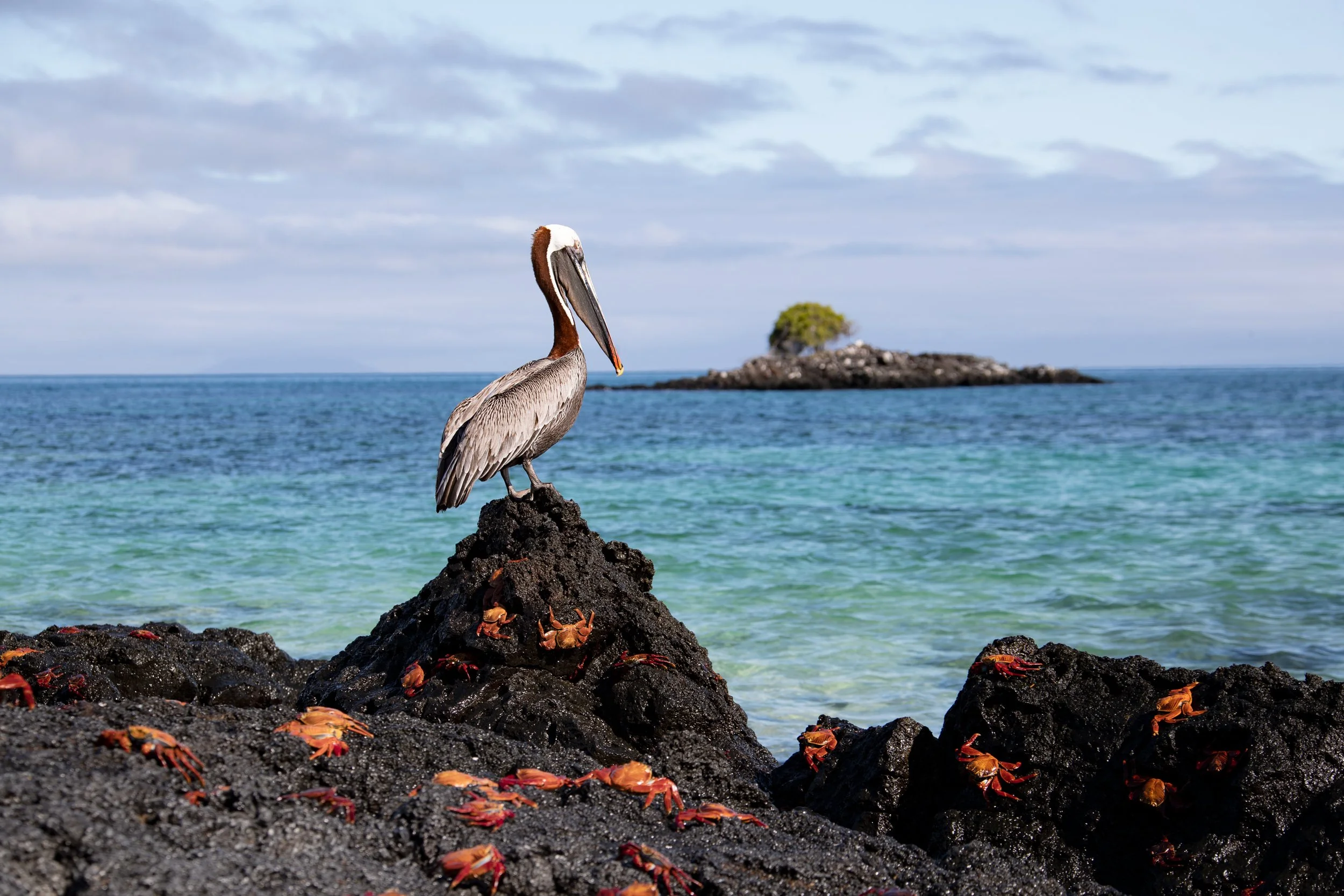 Galapagos-bird_032520.jpg