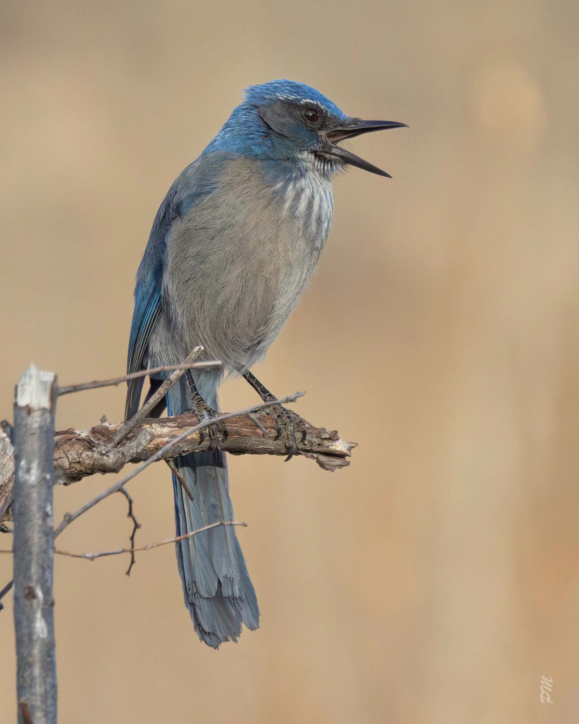 Blue and white Scrub Jay  with beak open