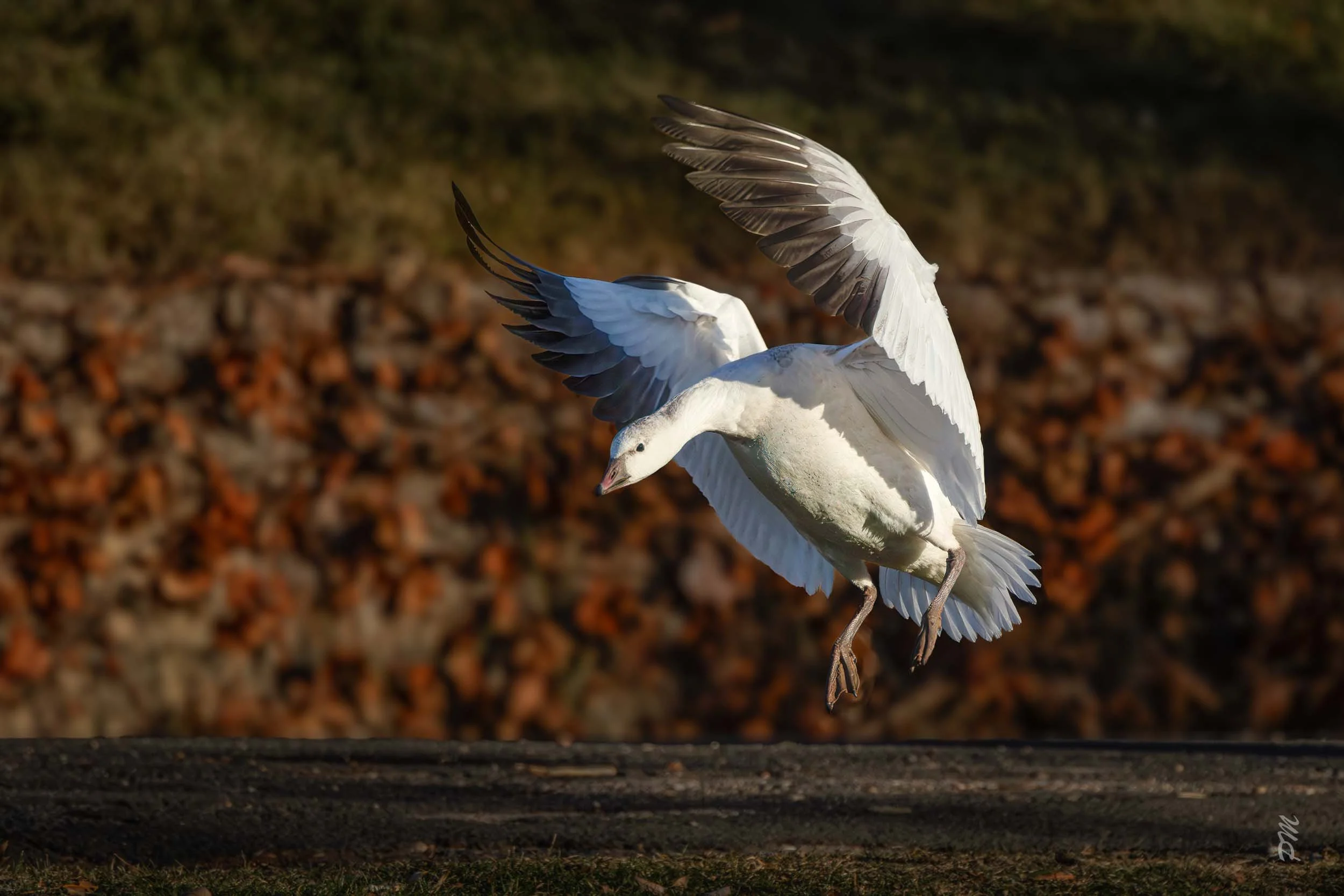 White Ross's  Goose with wings open about to land