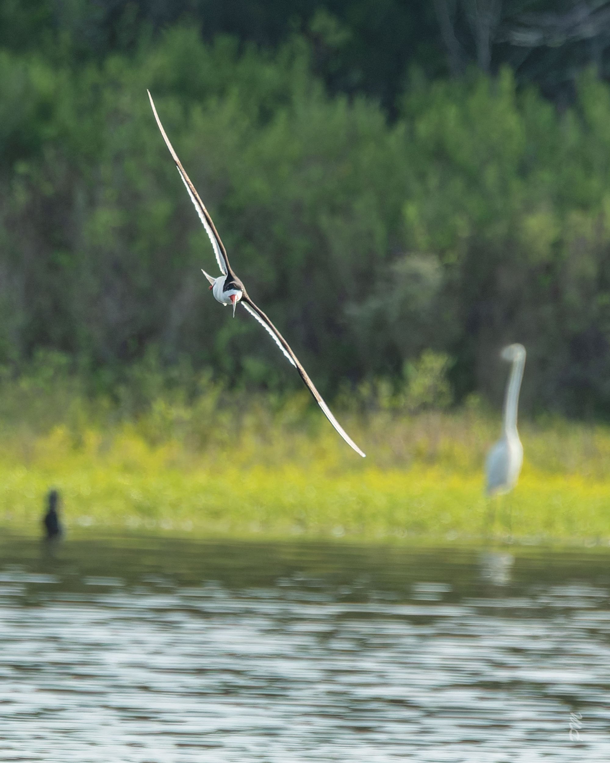 Black Skimmer-Spoonbill Pond