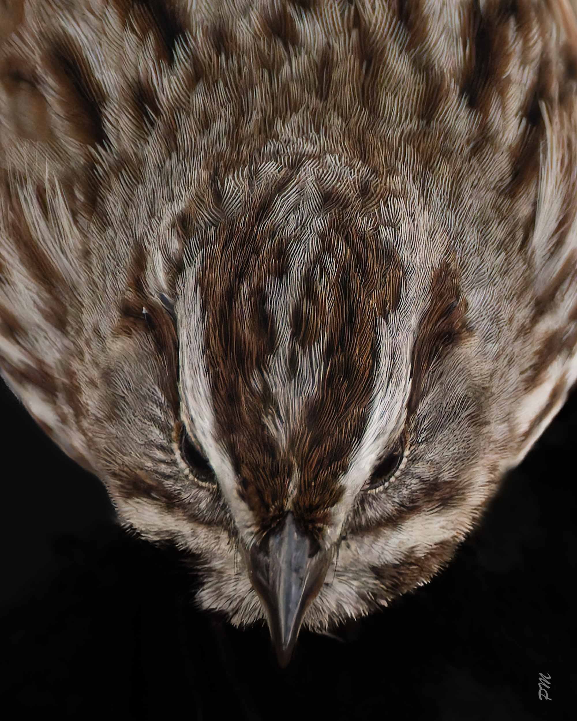 Top-down close-up view of Sparrow