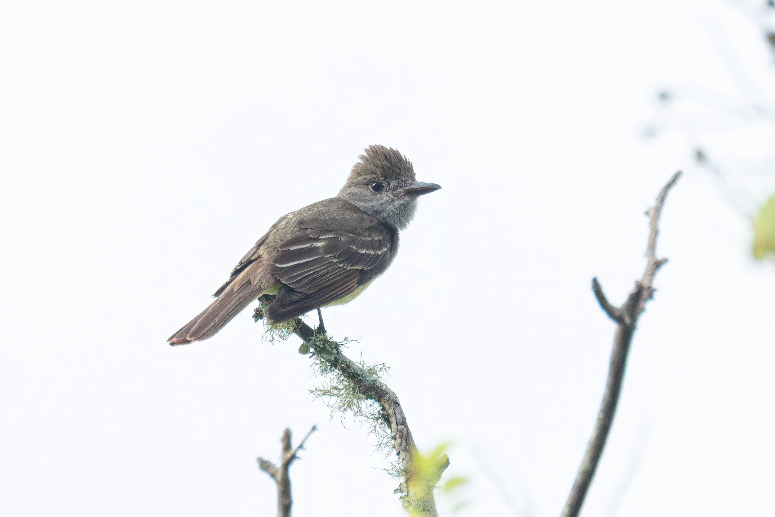 Great-crested Gnatcatcher-Egan Creek