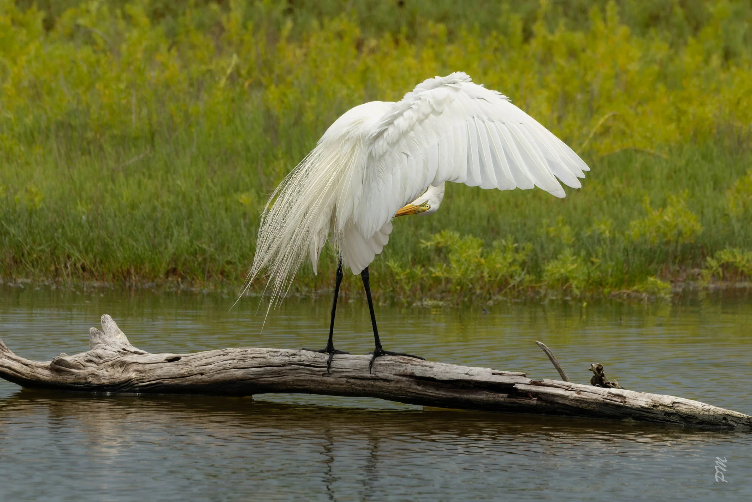 Great Egret-Spoonbill Pond