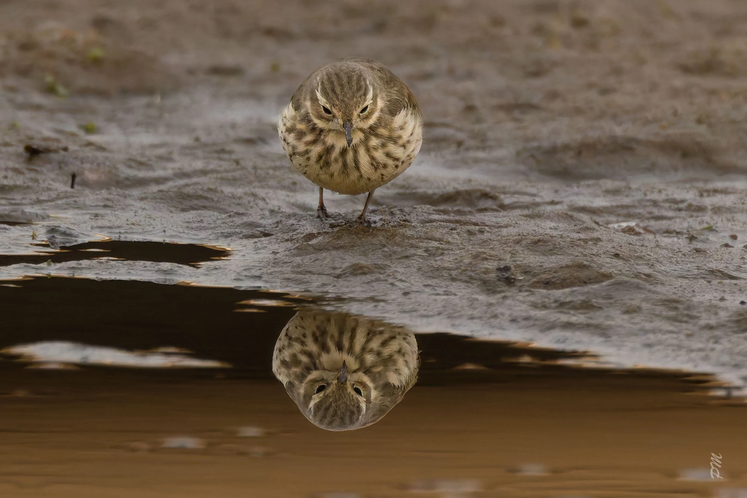 Pip, the Magic Pipit