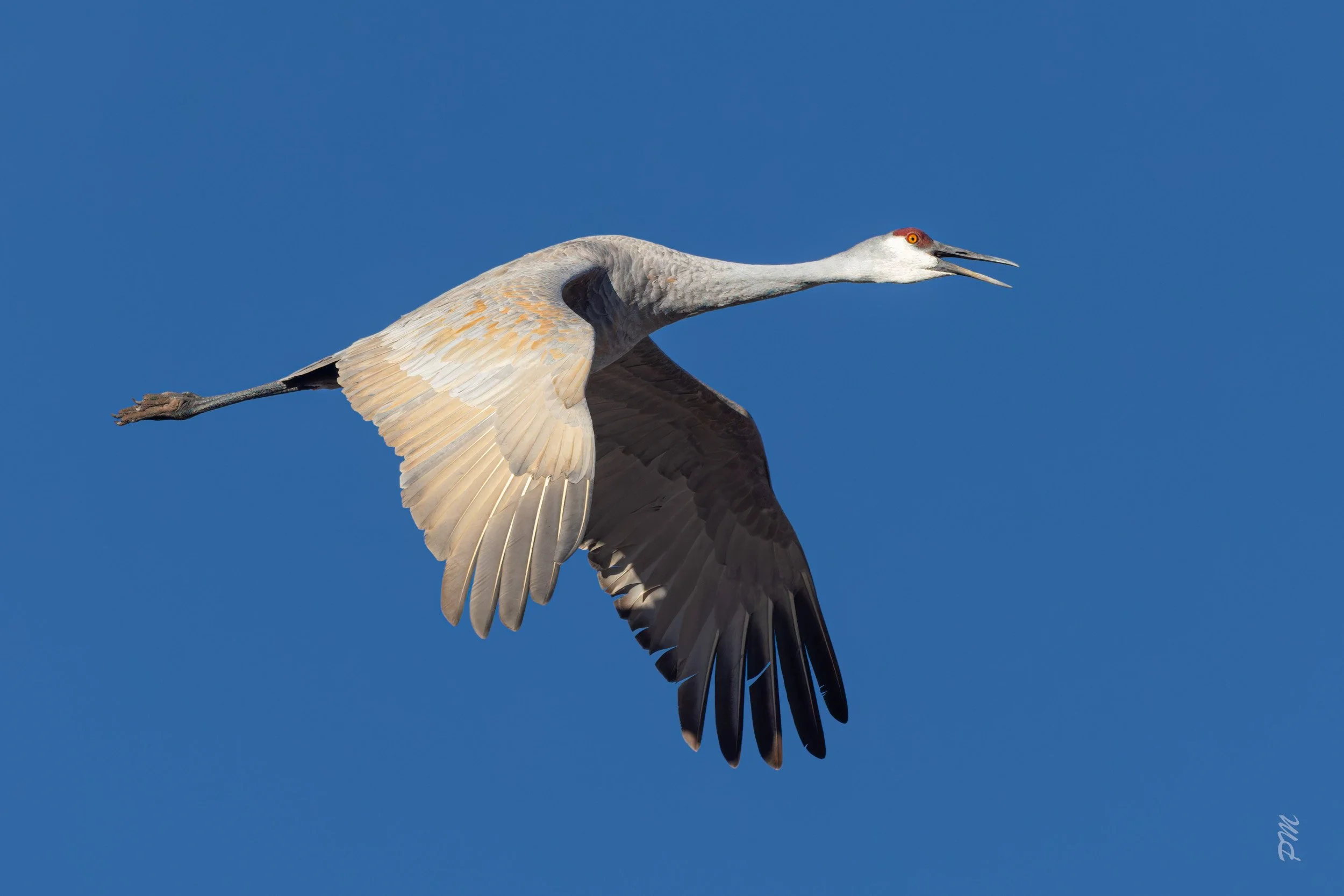 Cranes, Planes, Trains and Automobiles