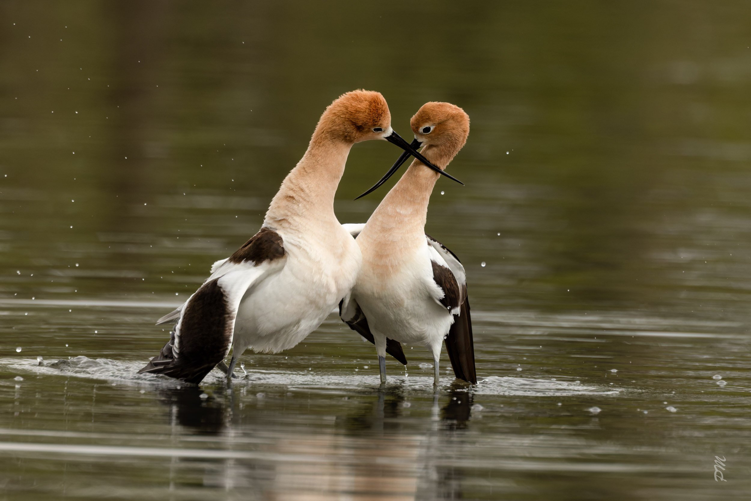 Absolutely Adorable And Amorous American Avocets