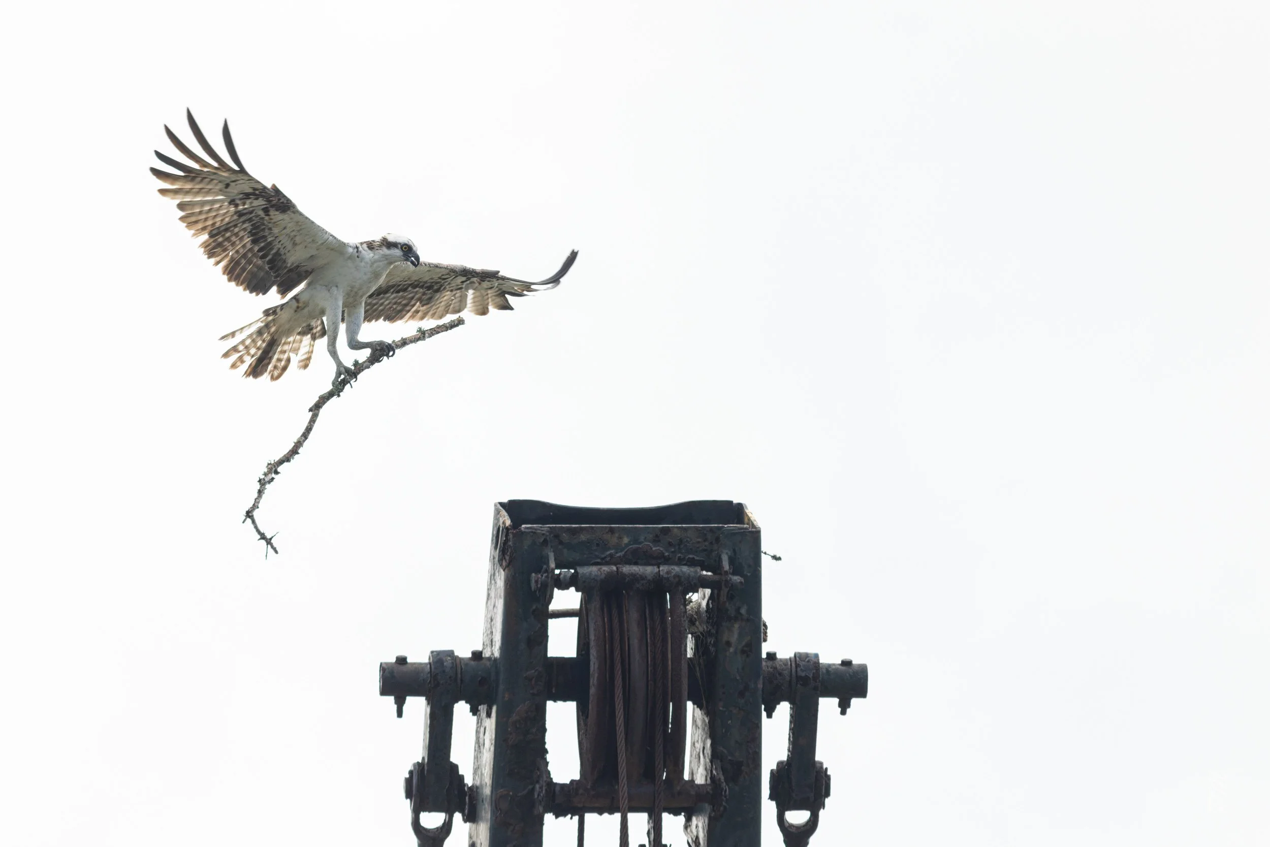 Osprey with nesting material-Docks in downtown Fernandina Beach