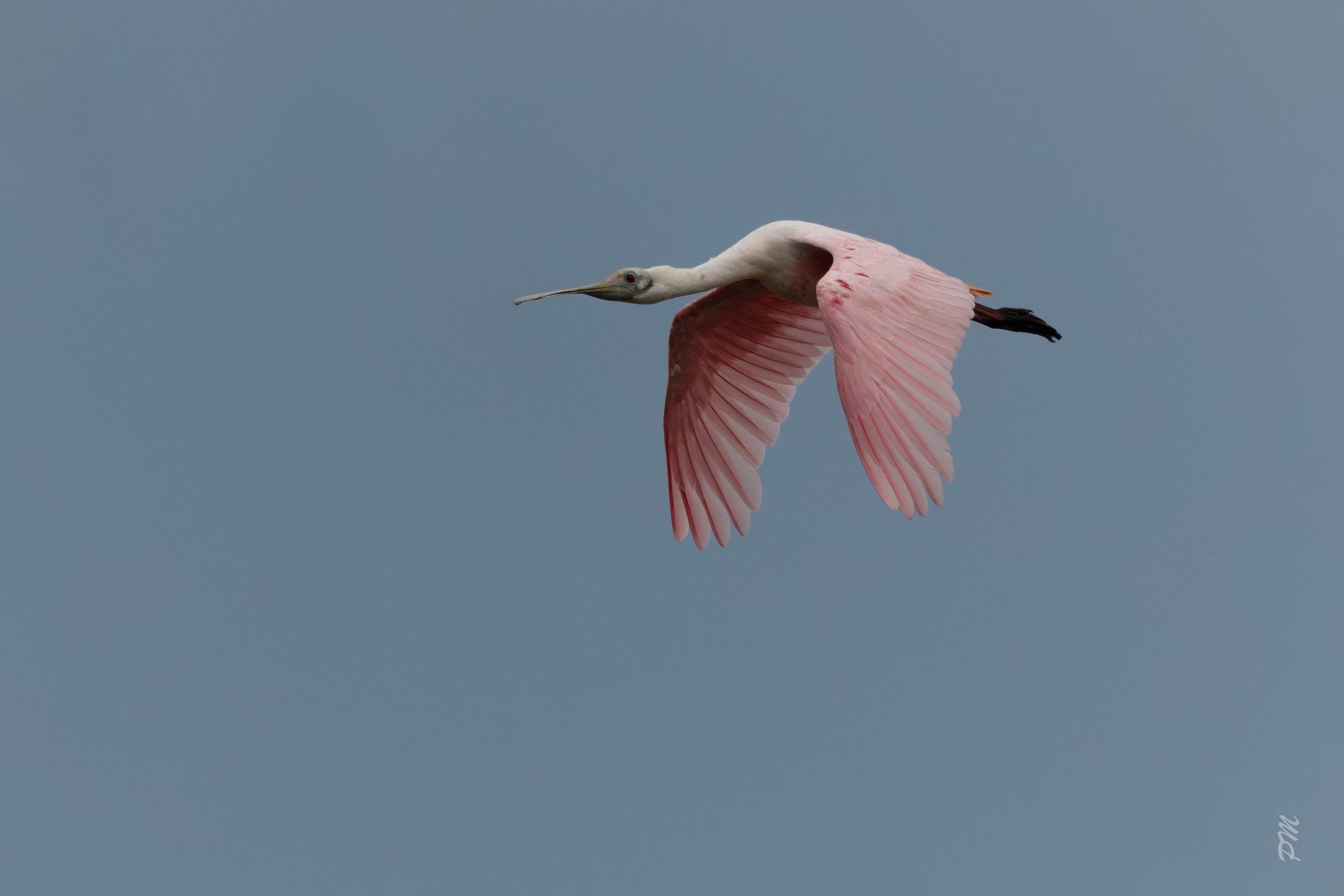 Roseate Spoonbill-Spoonbill Pond
