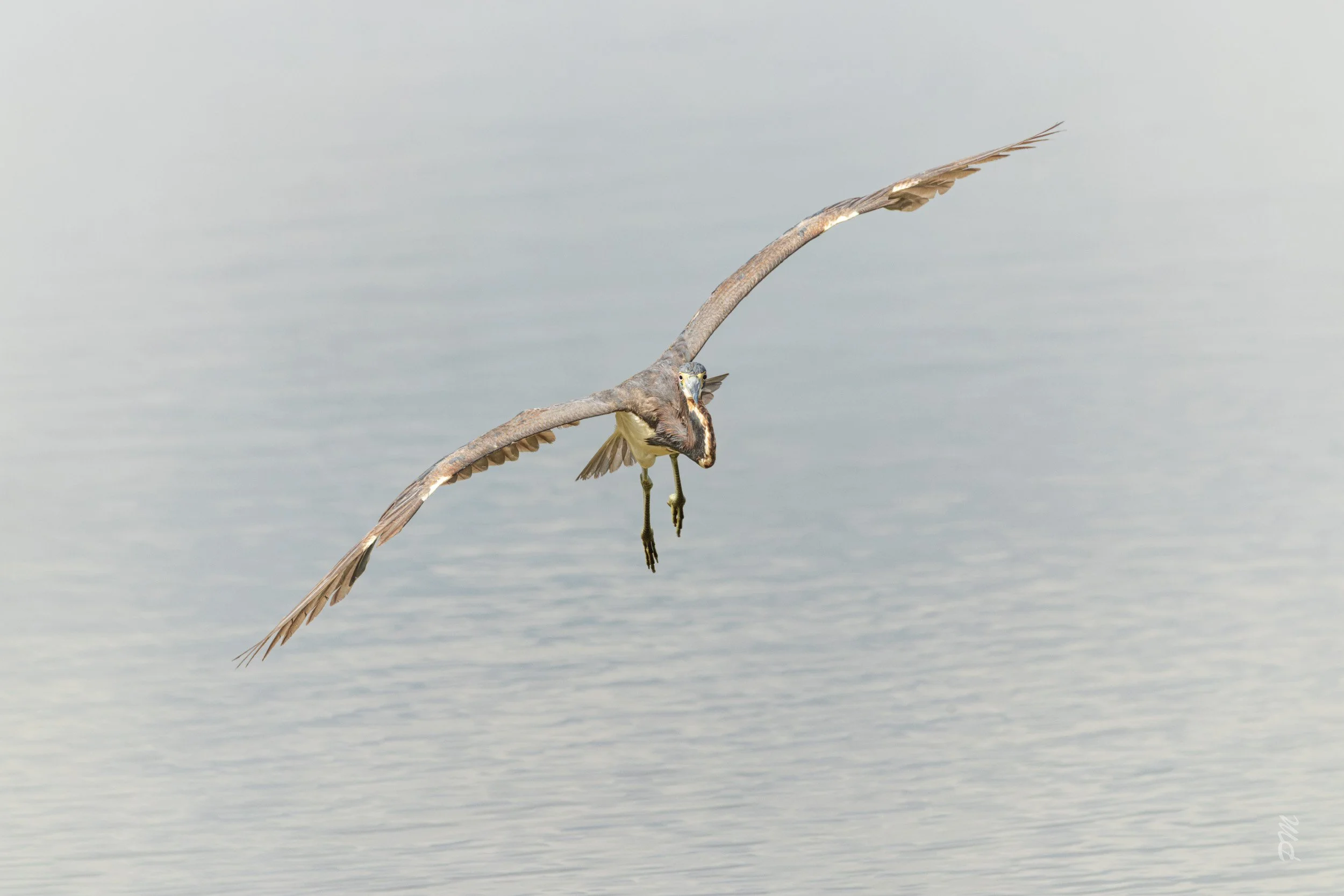 Tricolored Heron-Spoonbill Pond