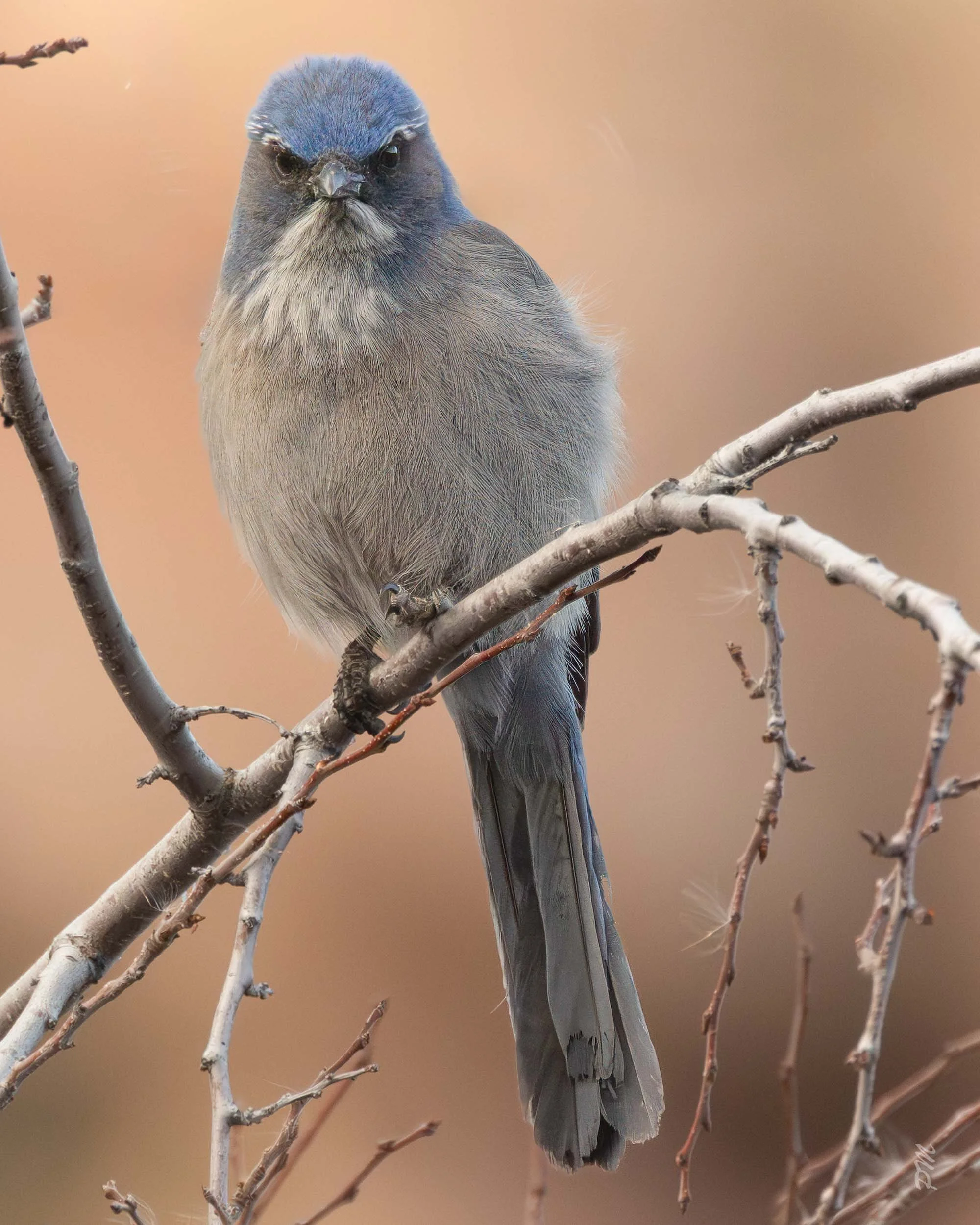 Blue and white Scrub Jay on branch