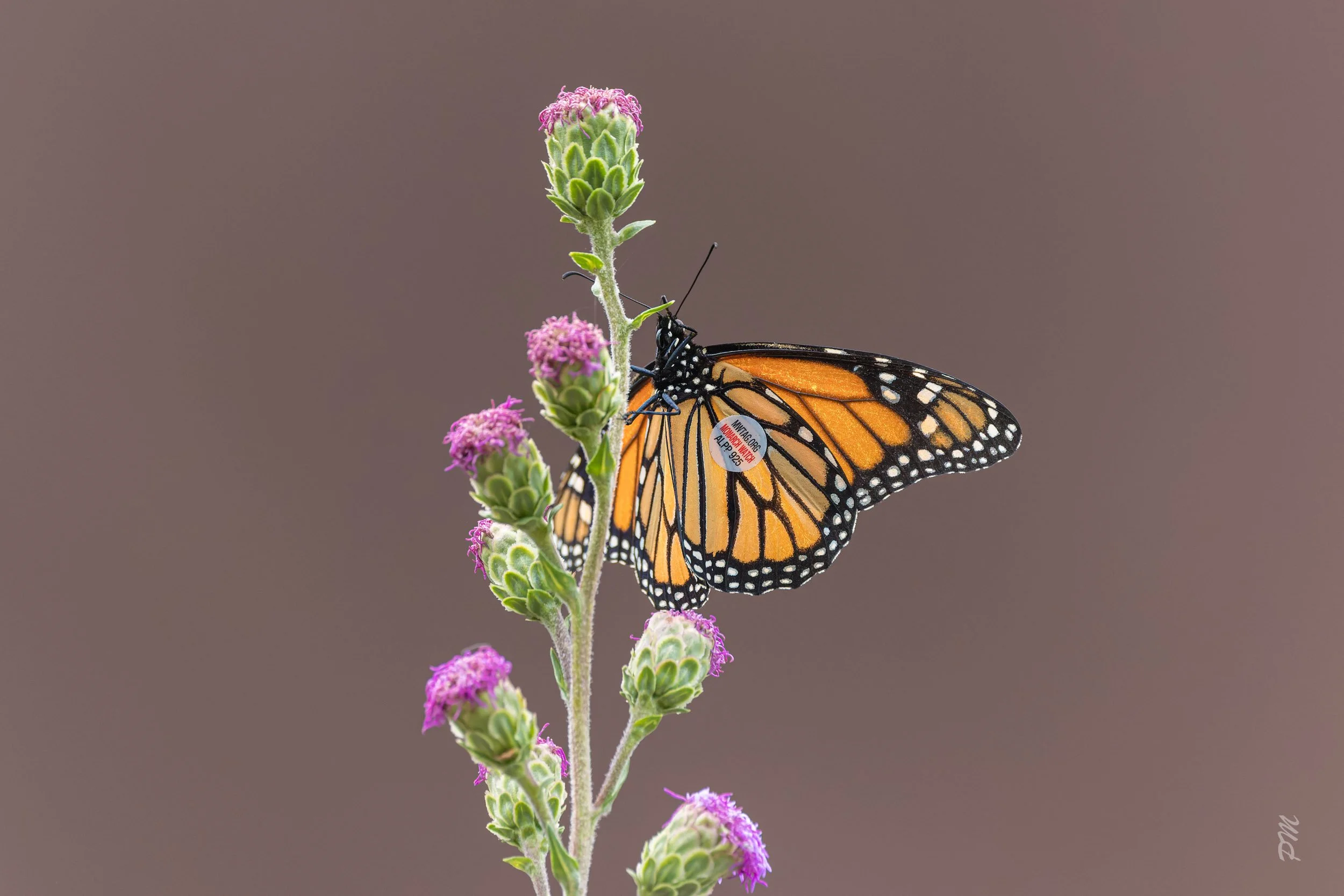 A Monarch Butterfly on a flower with a visible tag on it
