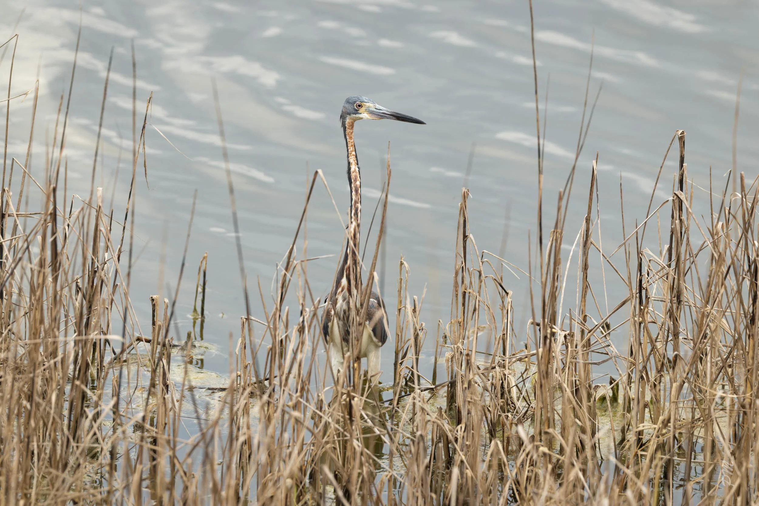 Tricolored Heron-Spoonbill Pond